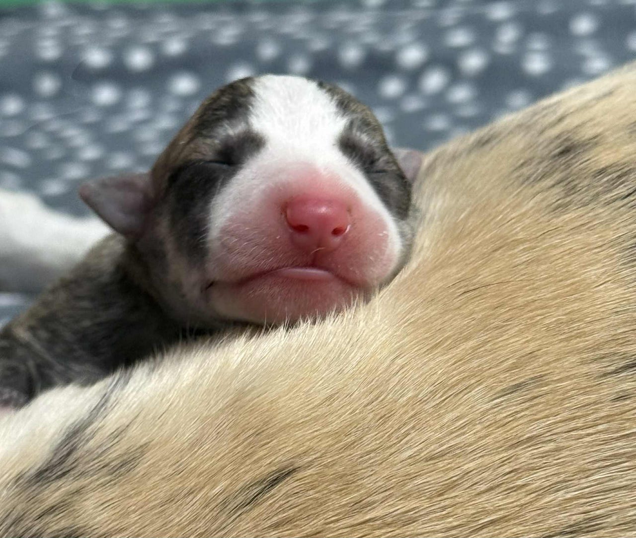 Whippet