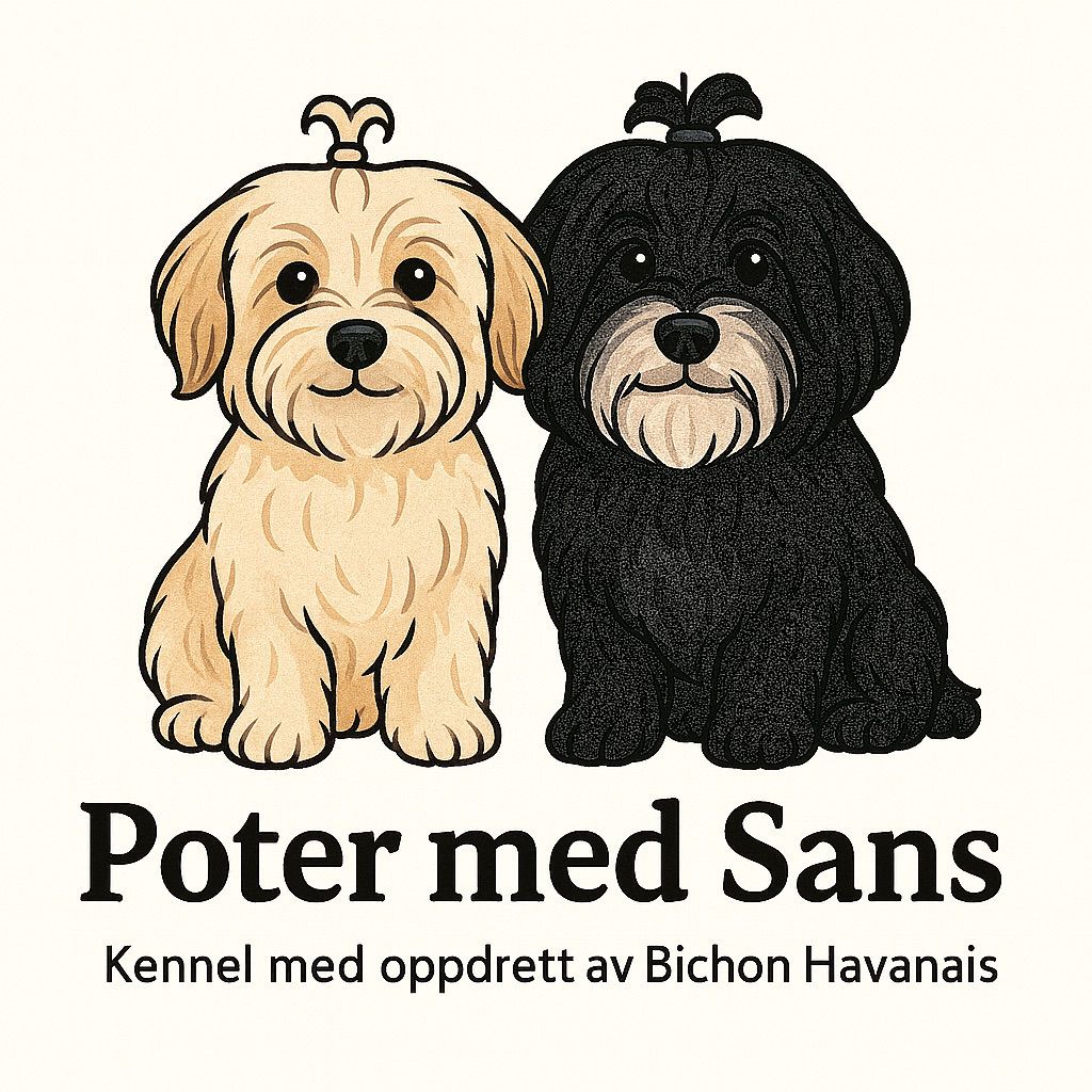 Bichon havanais
