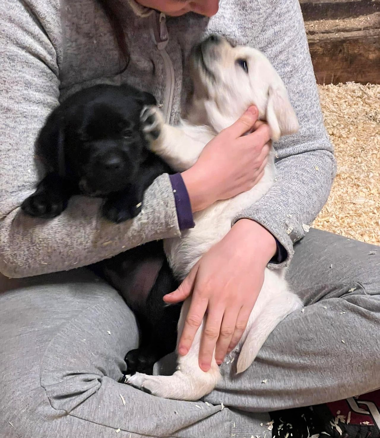 Labrador retriever