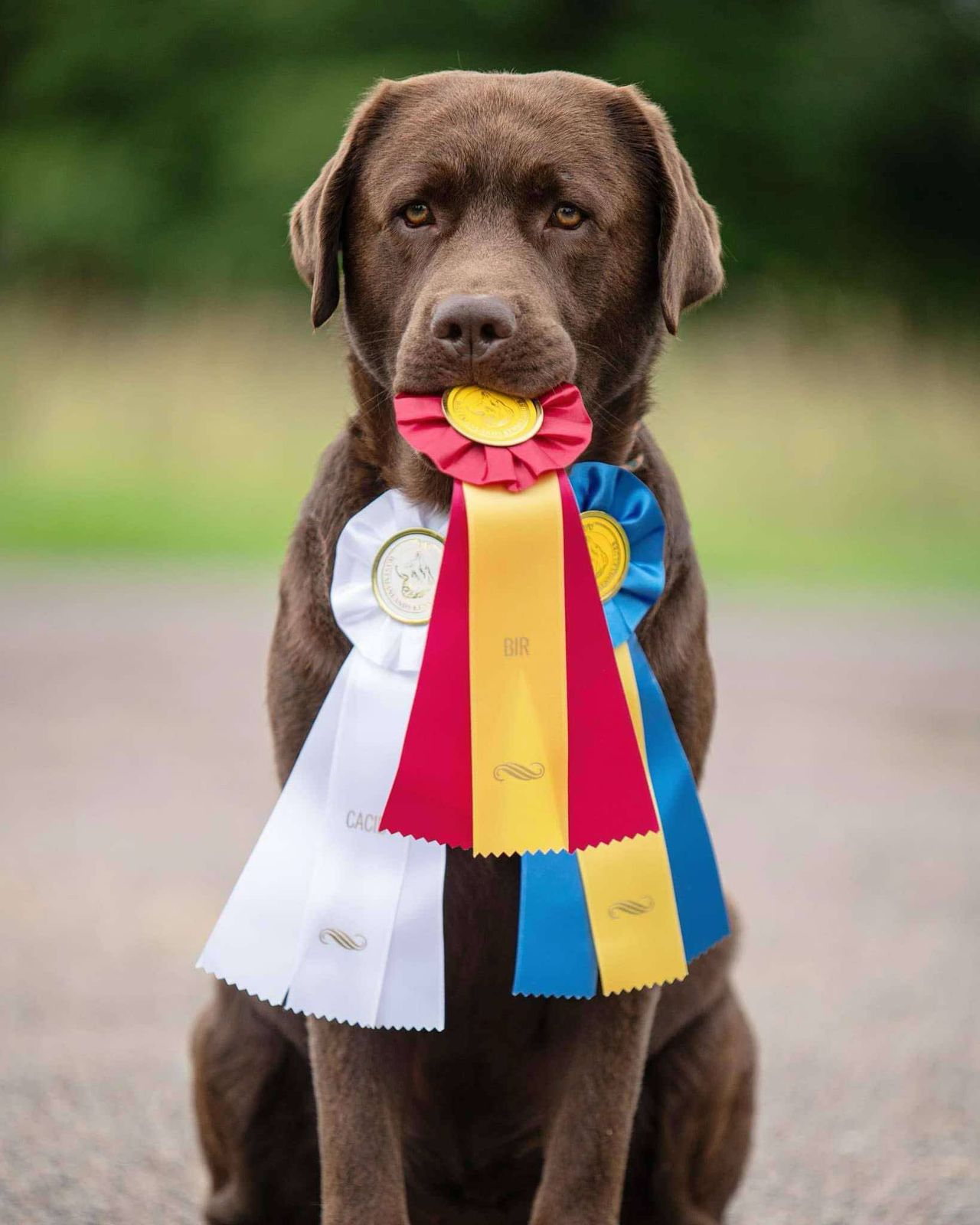 Labrador retriever