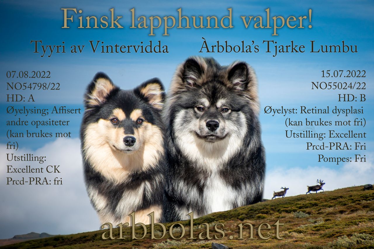Finsk lapphund