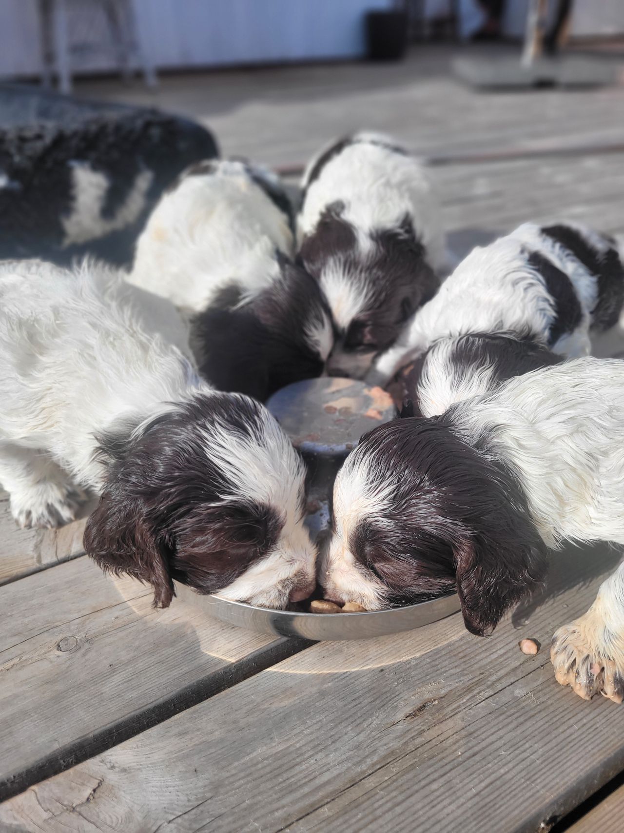 Engelsk springer spaniel