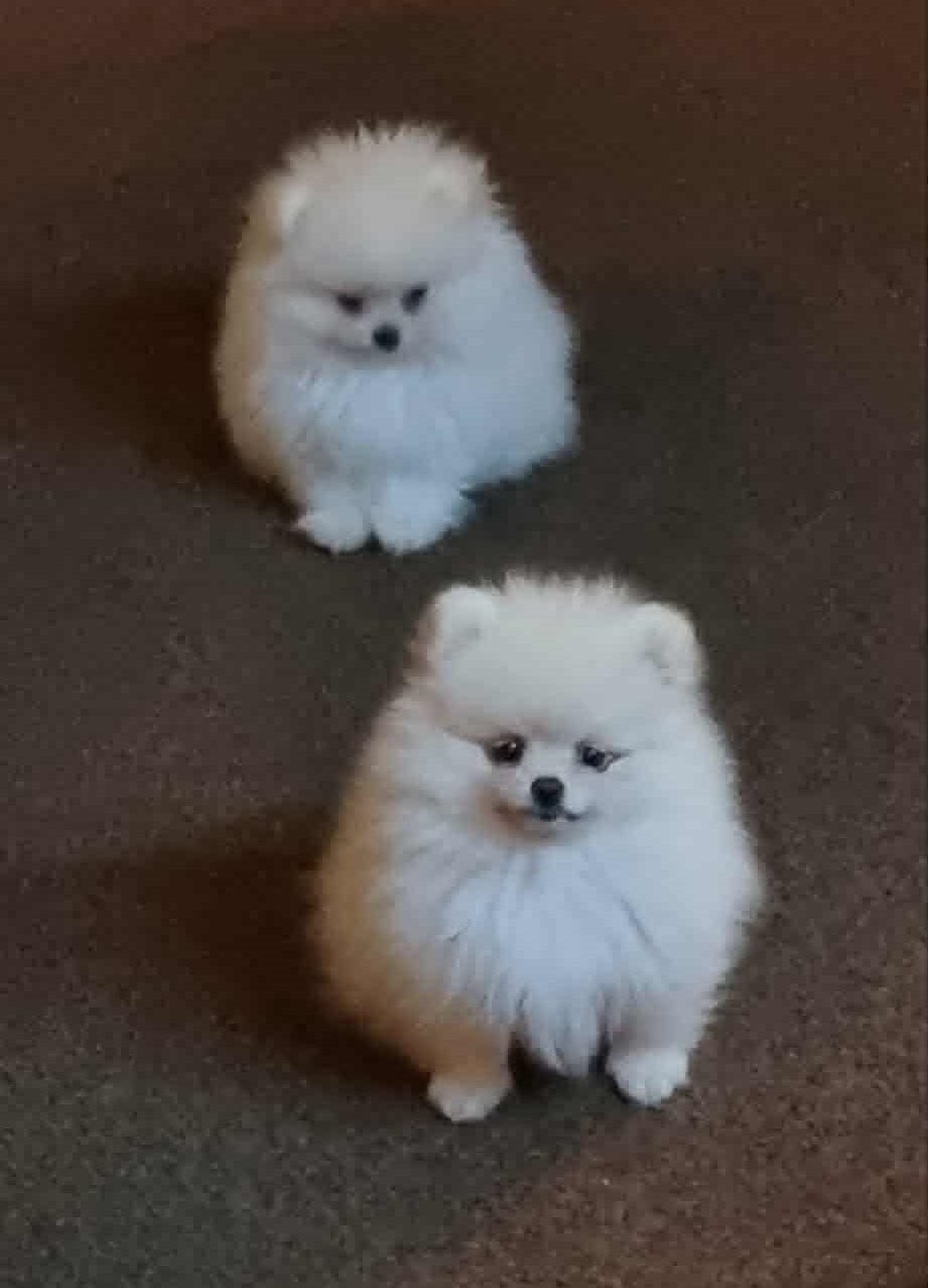 Pomeranian
