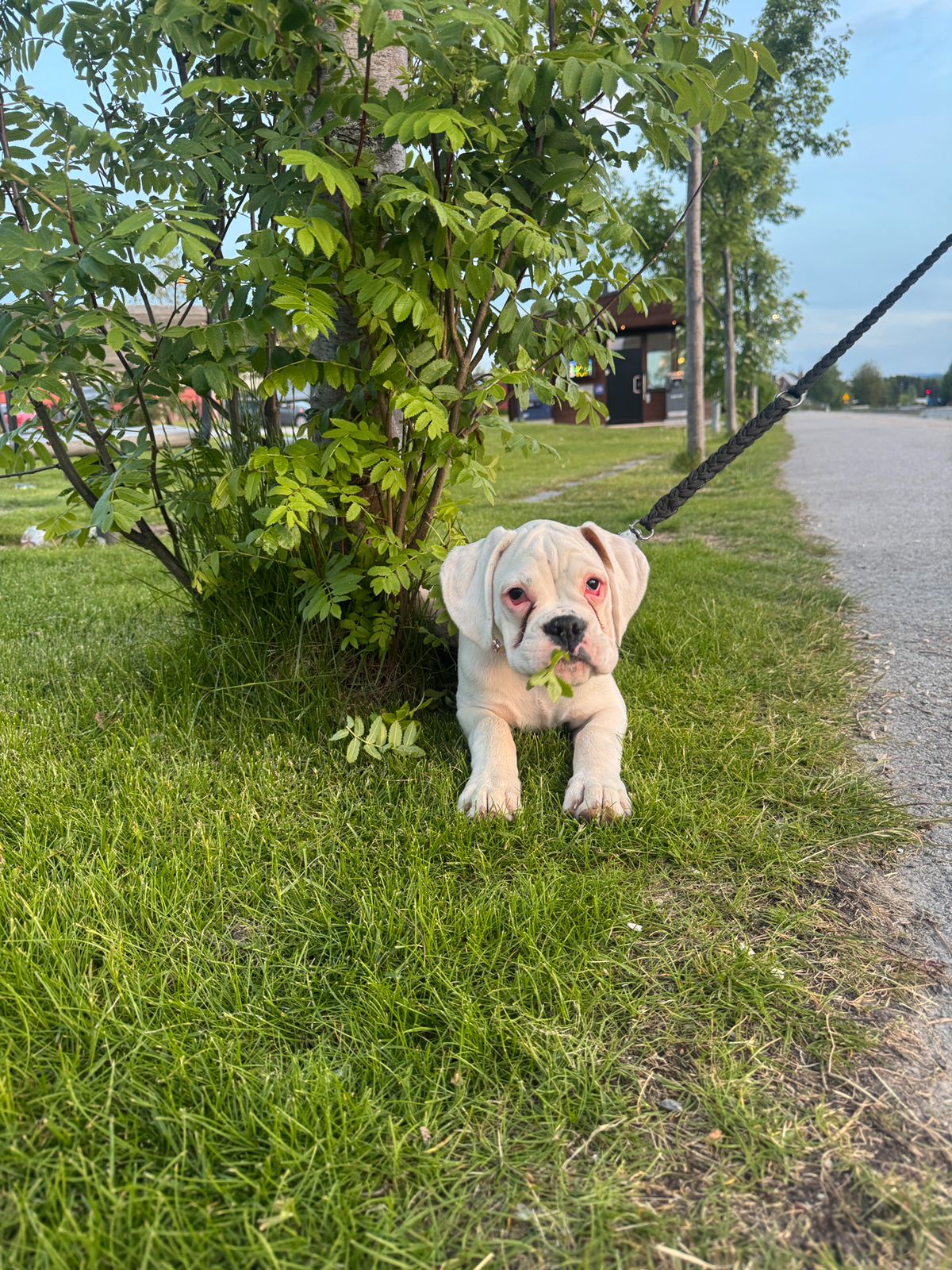 Boxer