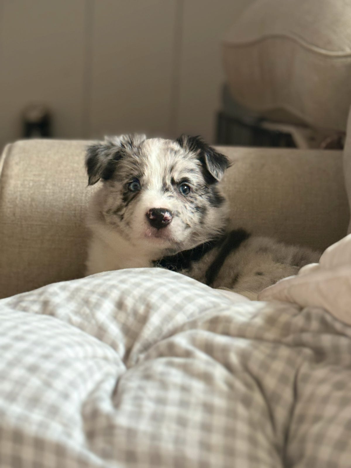 Border collie