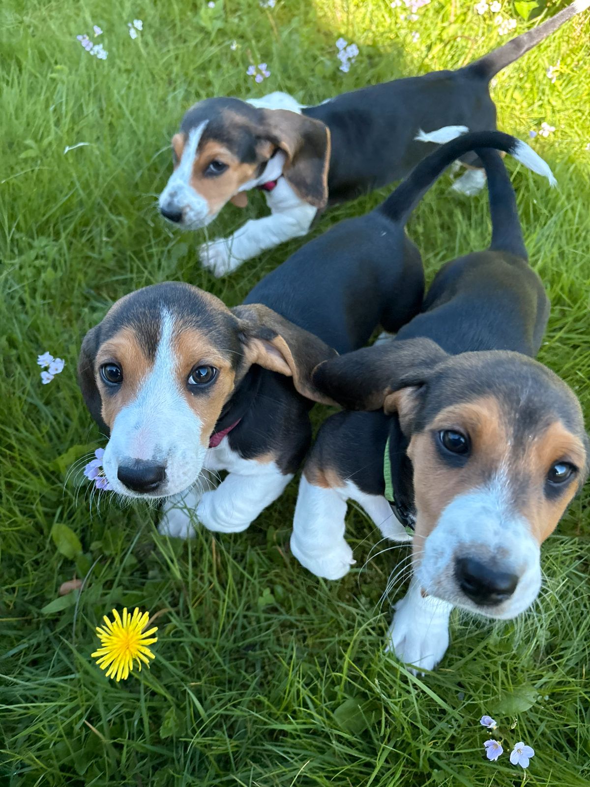 Basset artesien normand