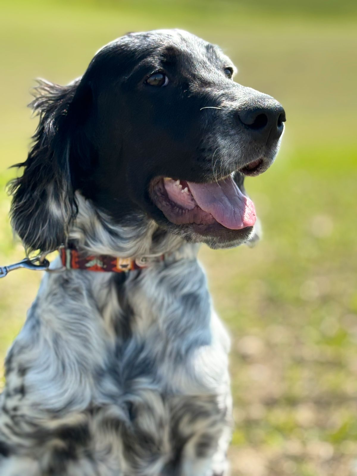 Engelsk setter