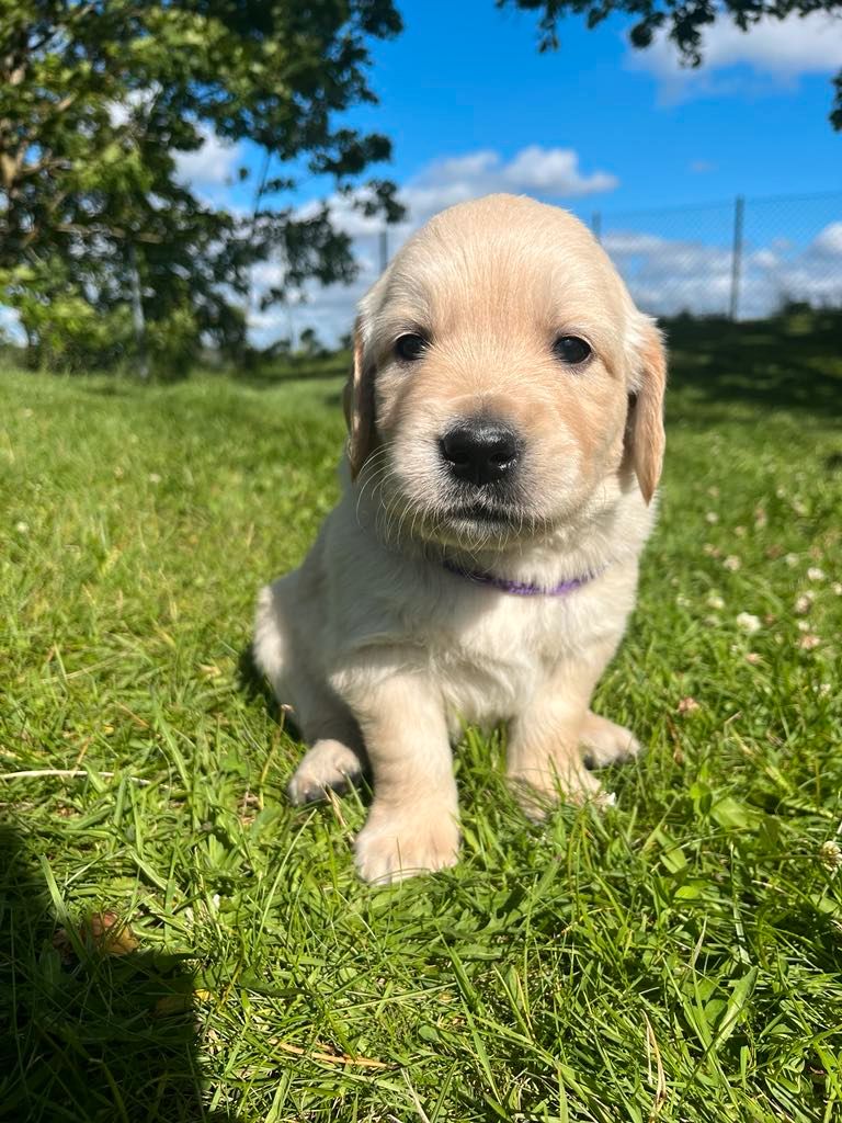 Golden retriever