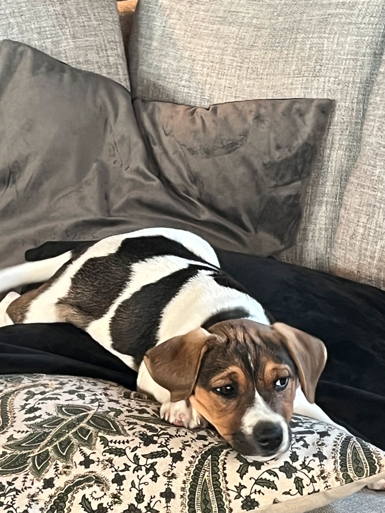 Dansk-svensk gårdshund