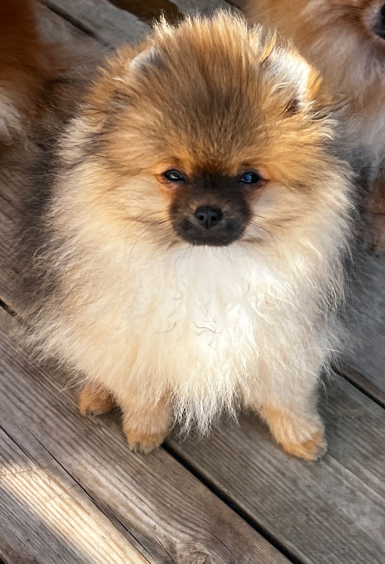 Pomeranian