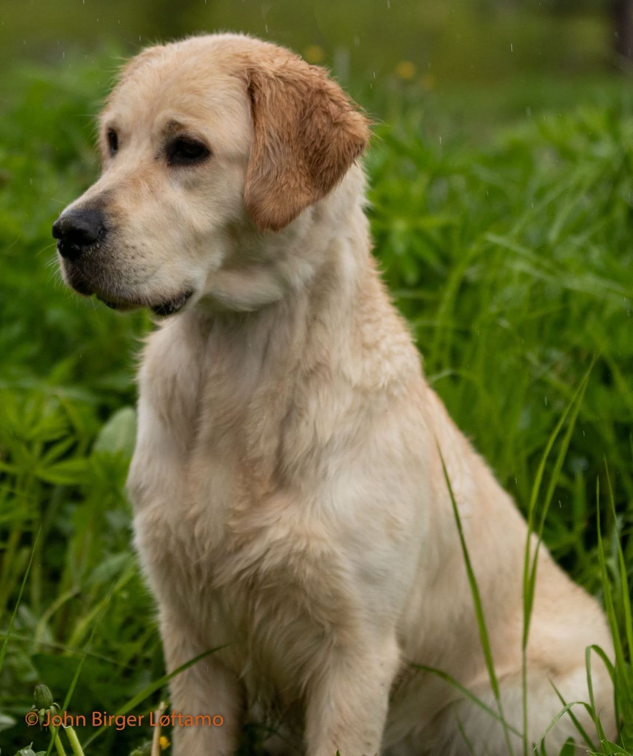 Golden retriever