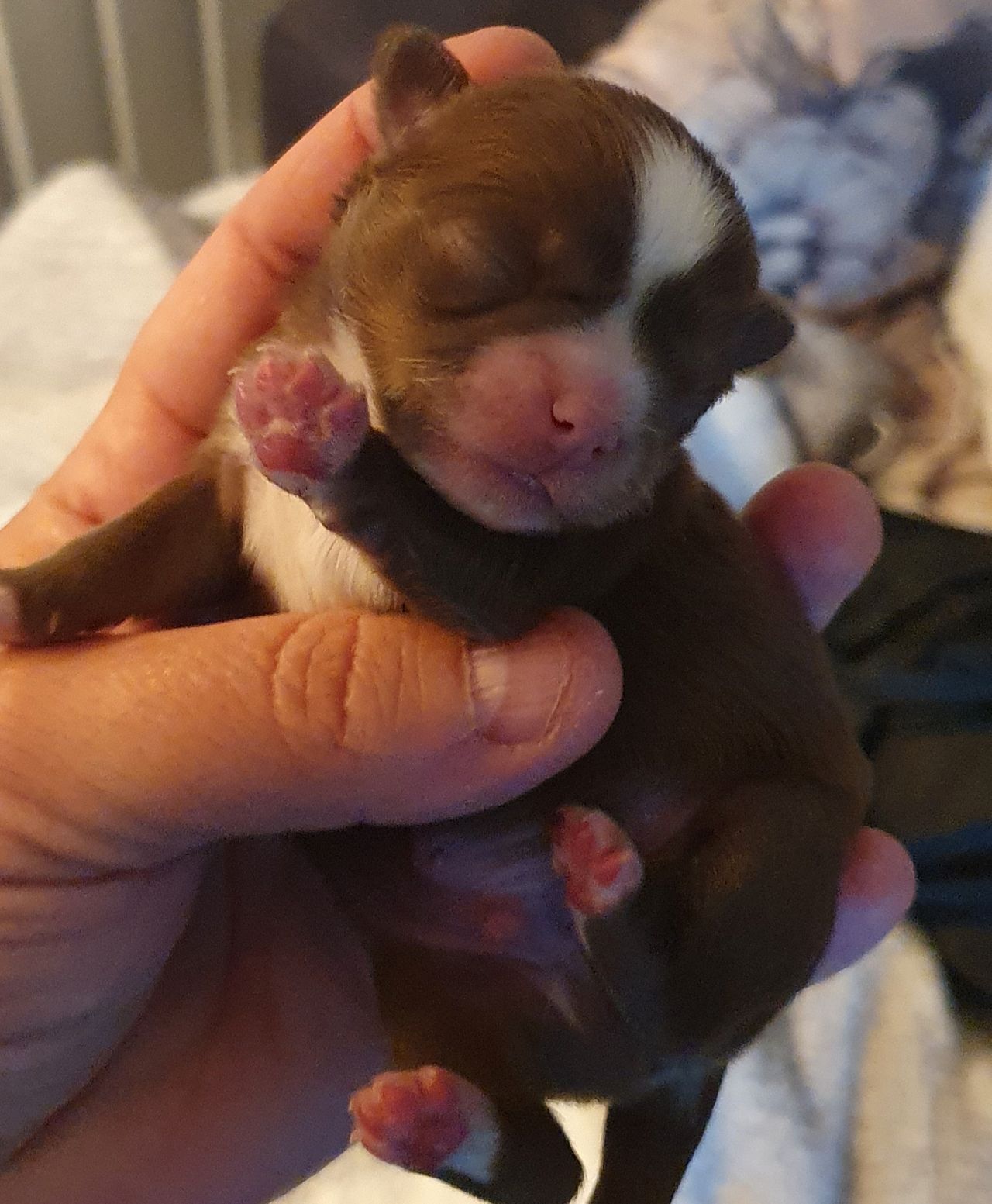 Chihuahua langhåret