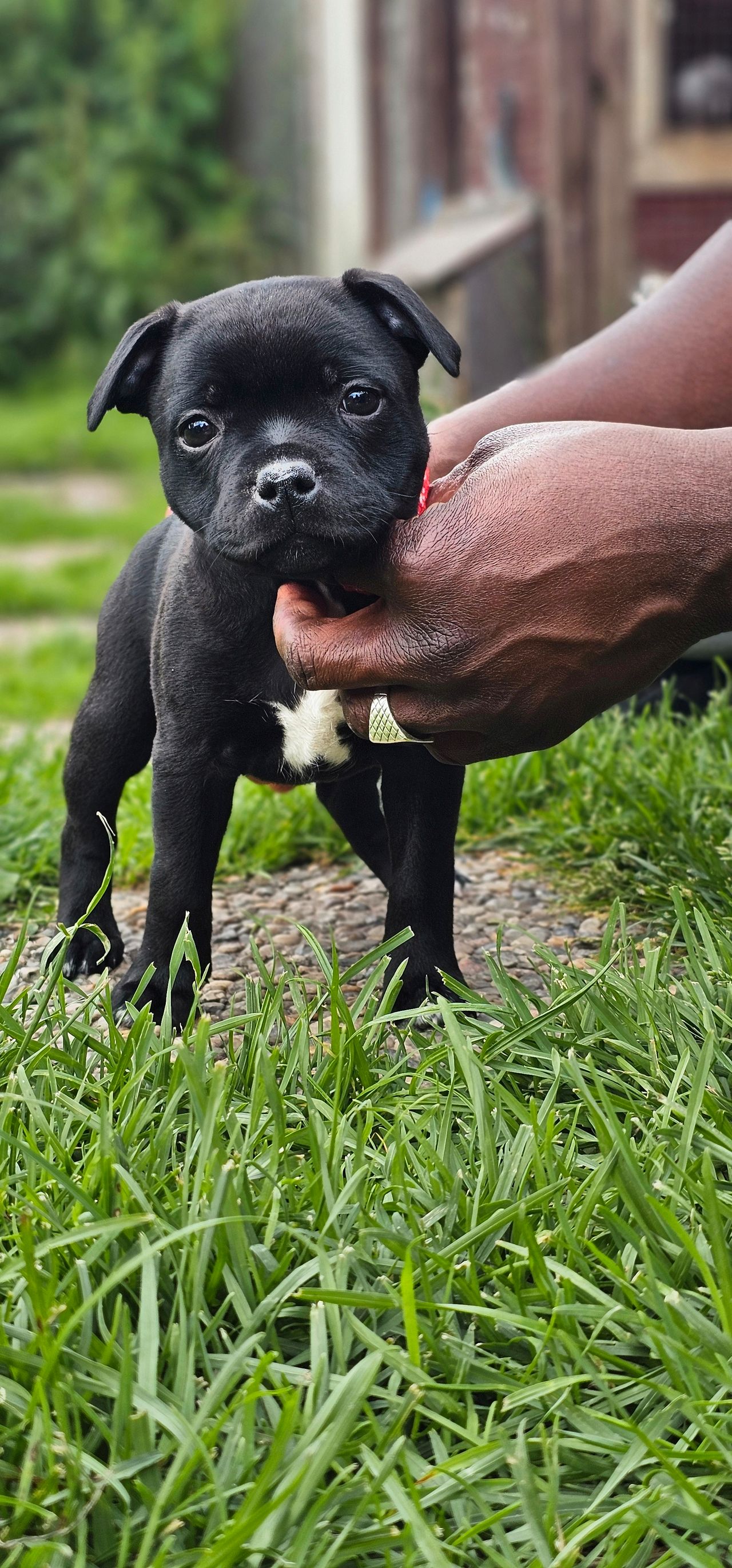 Staffordshire bull terrier