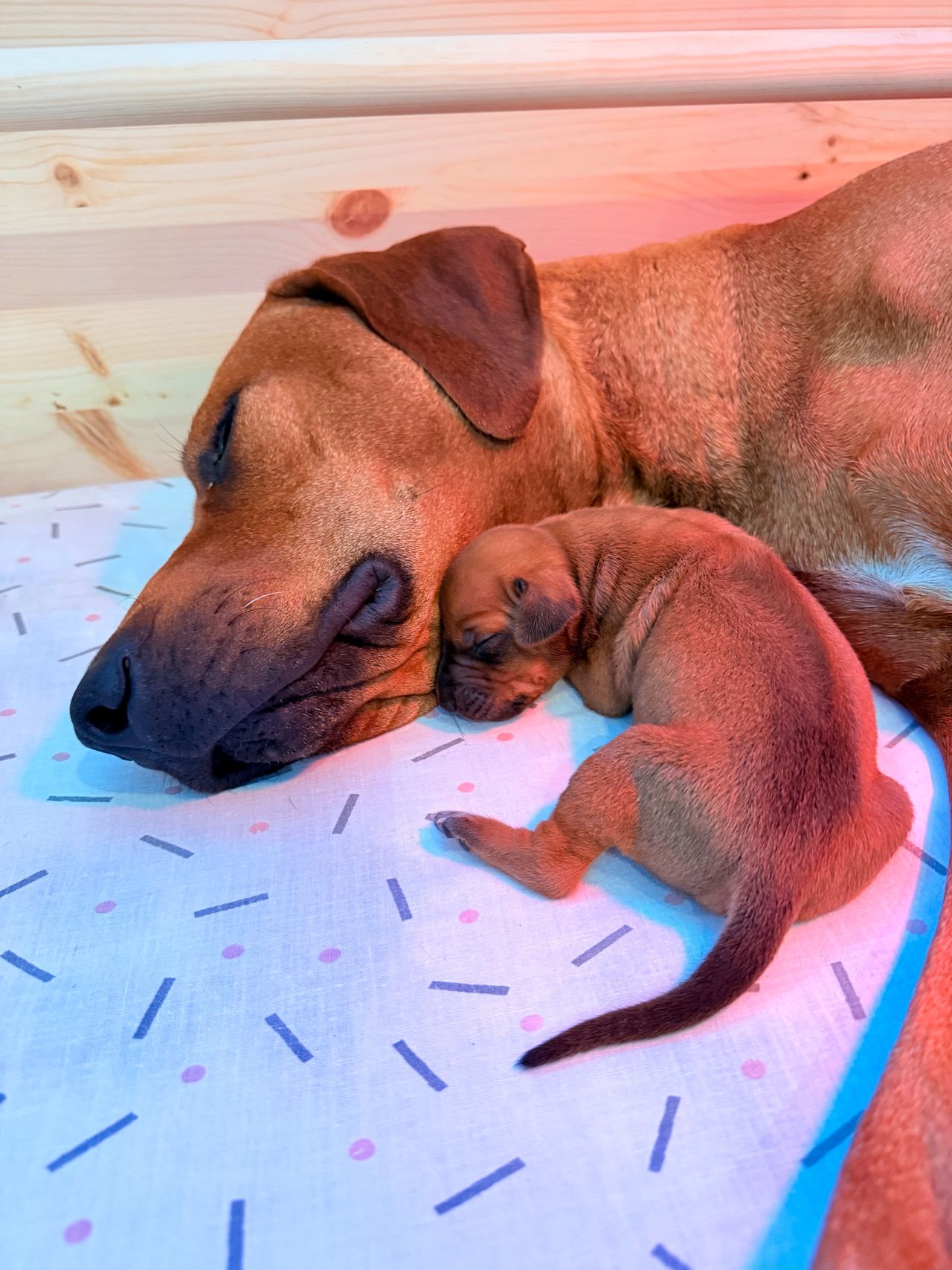 Rhodesian ridgeback