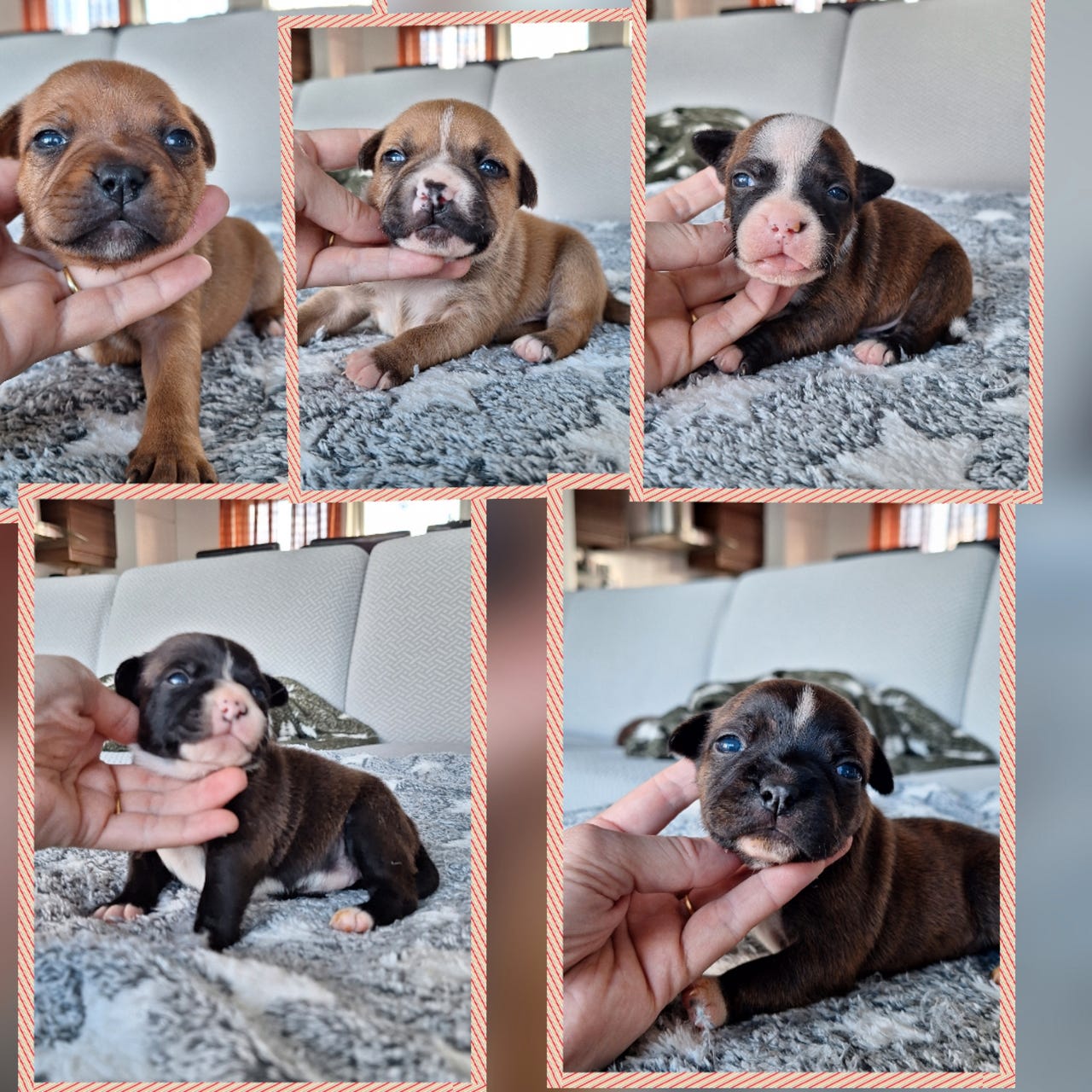 Staffordshire bull terrier