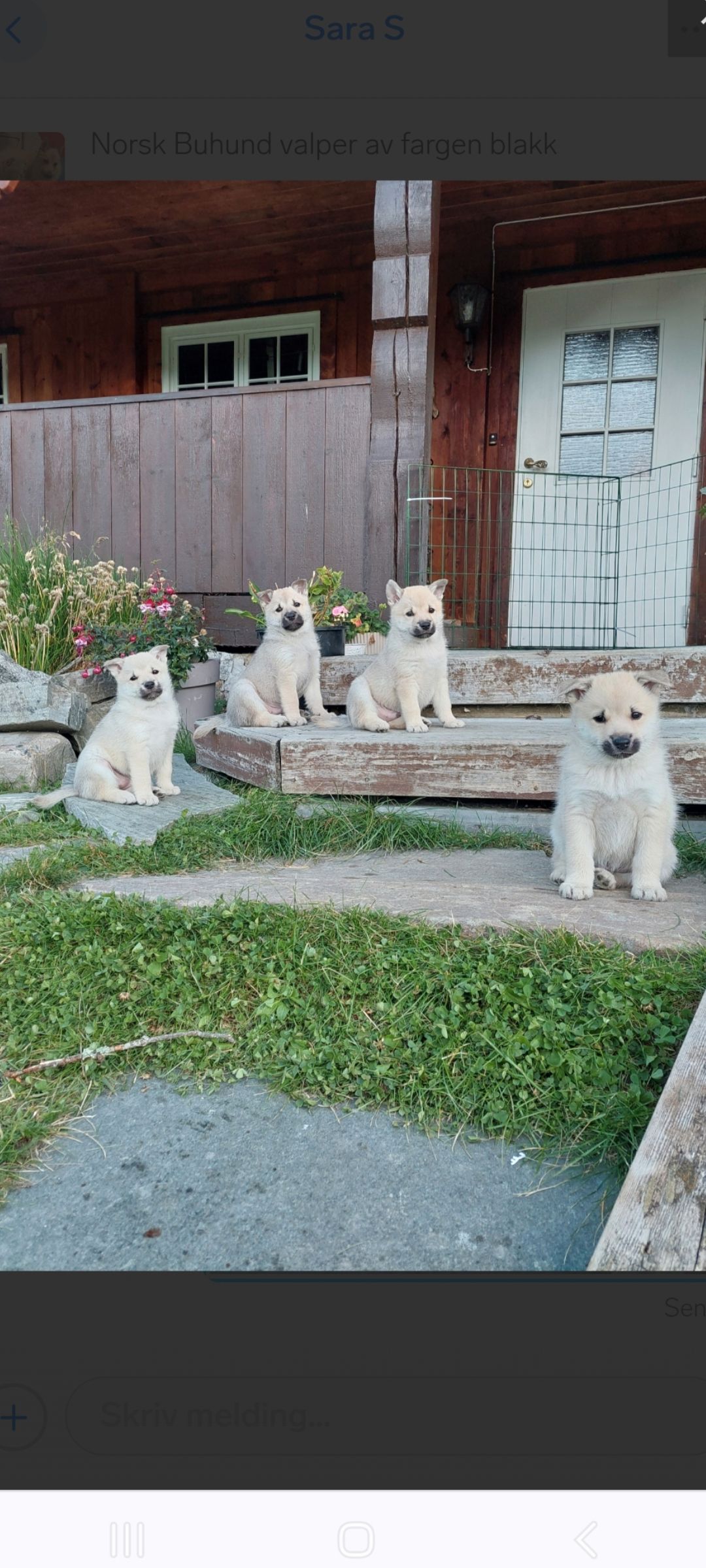 Norsk buhund