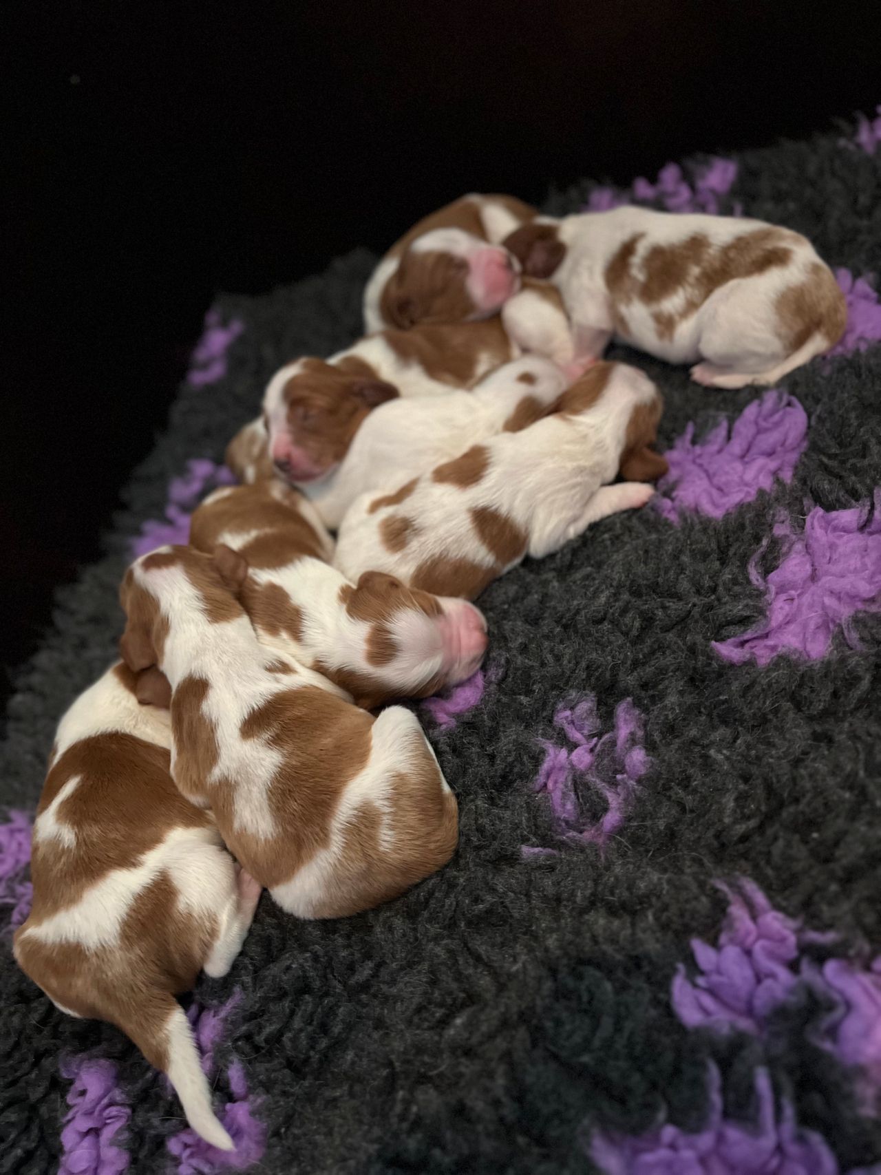 Welsh springer spaniel
