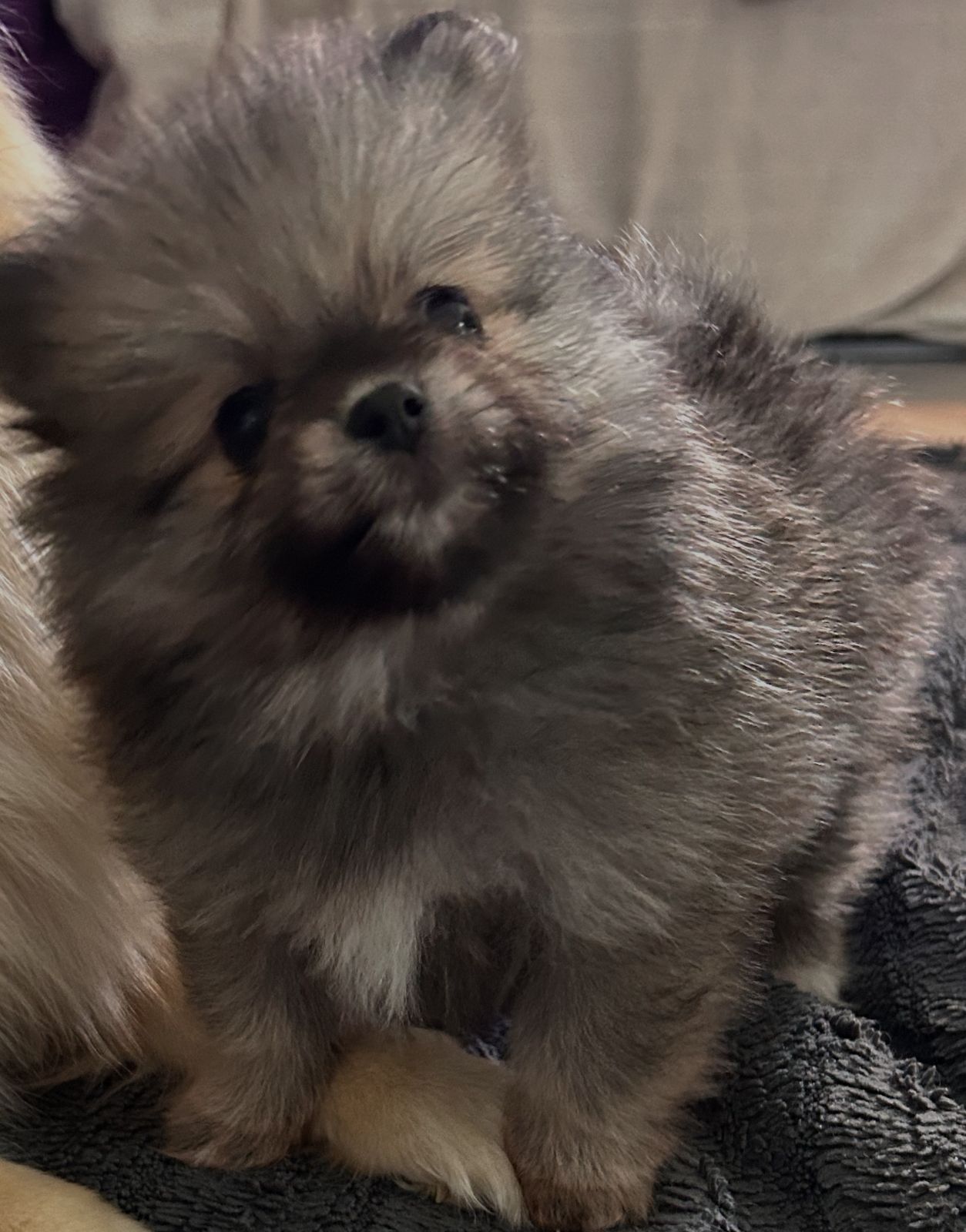Pomeranian