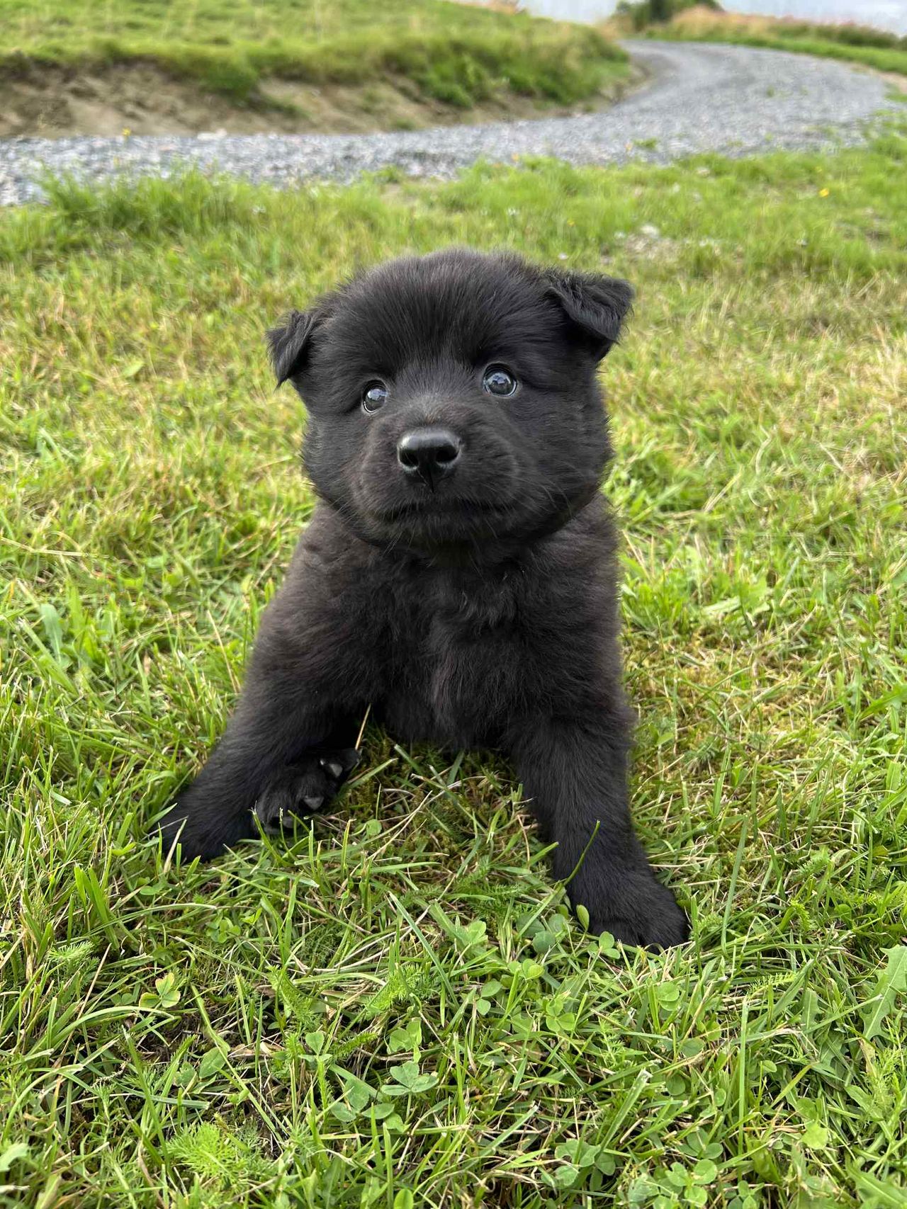 Svensk lapphund