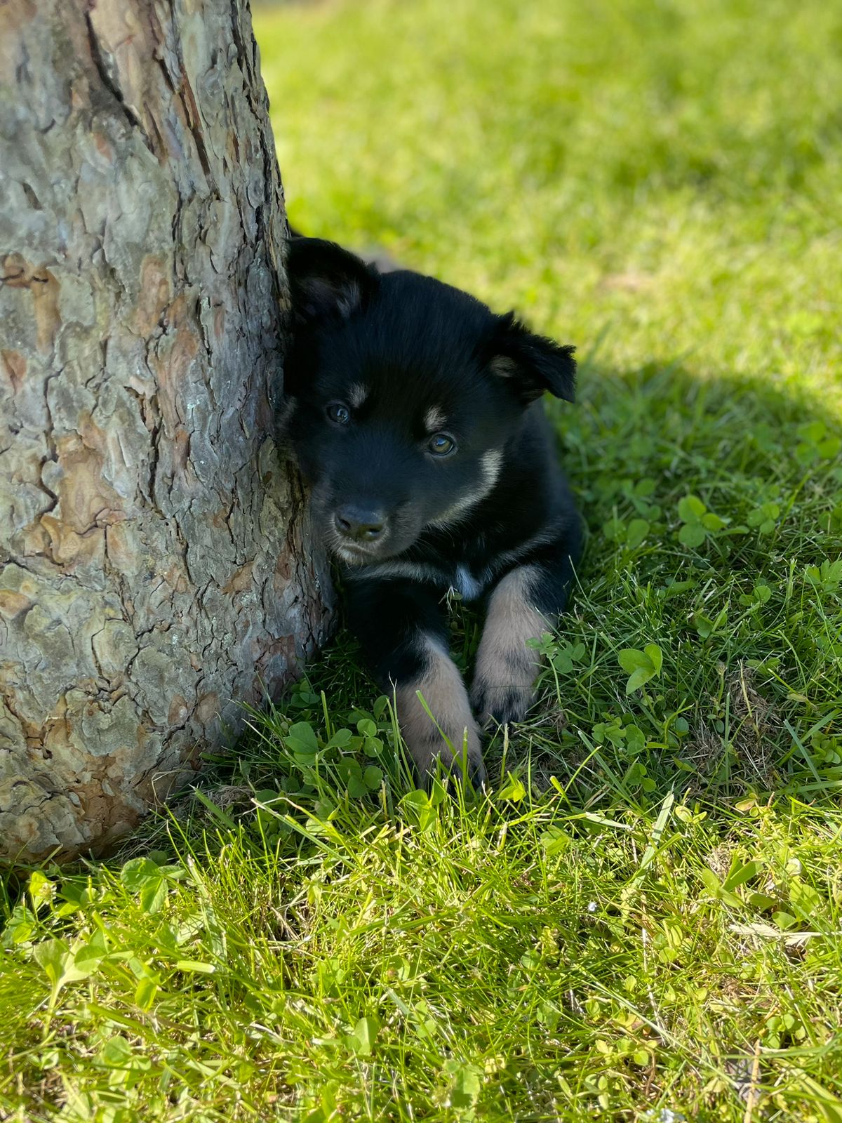 Lapsk vallhund