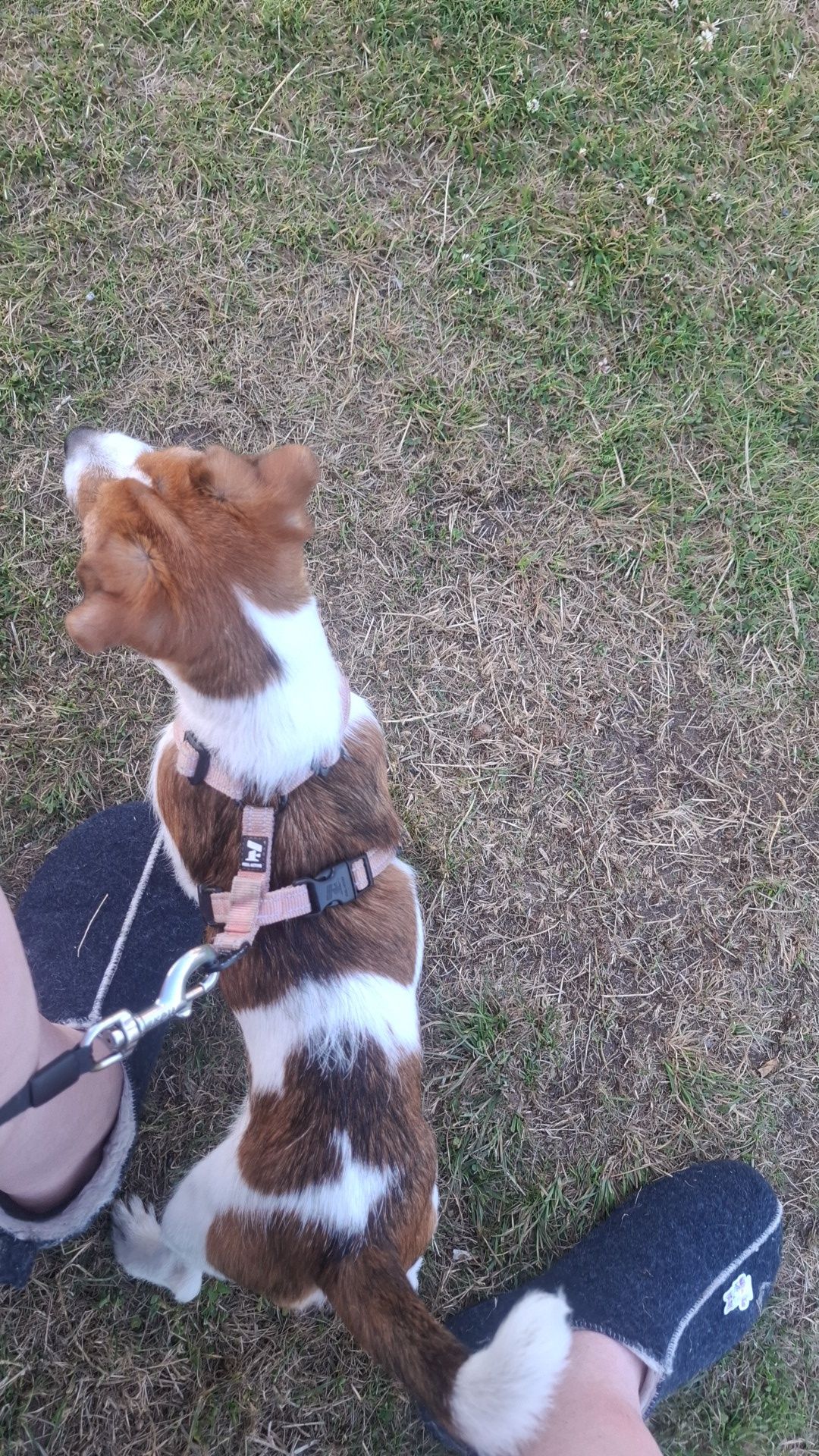 Jack russell terrier