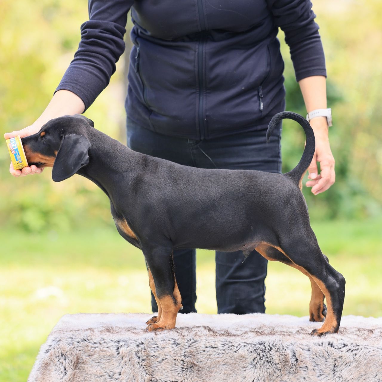Dobermann