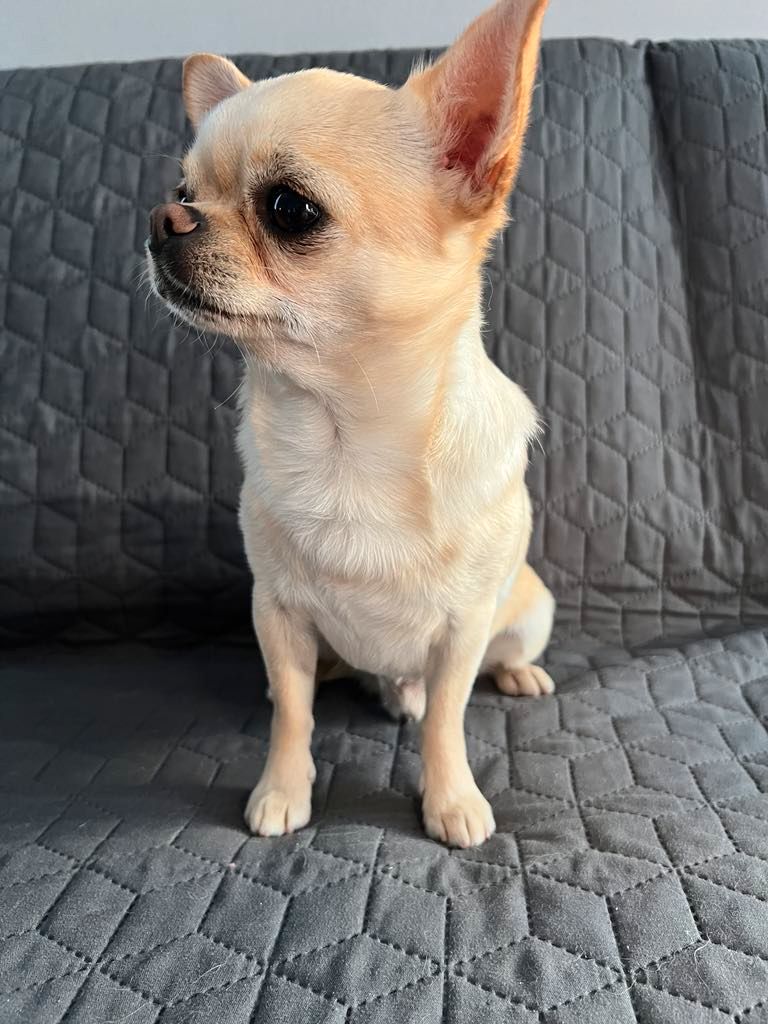 Chihuahua korthåret