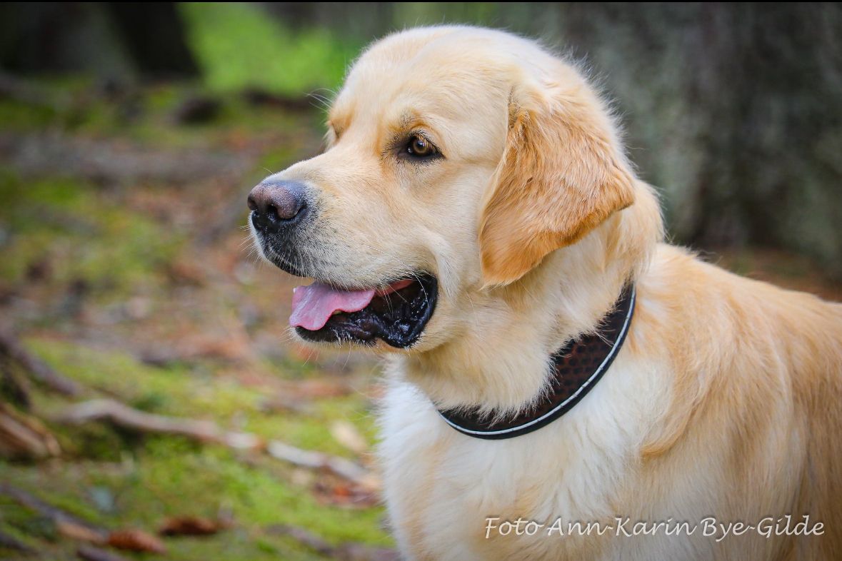 Golden retriever