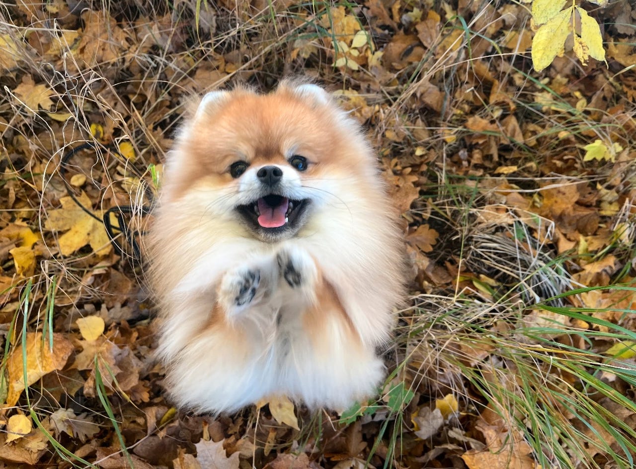 Pomeranian