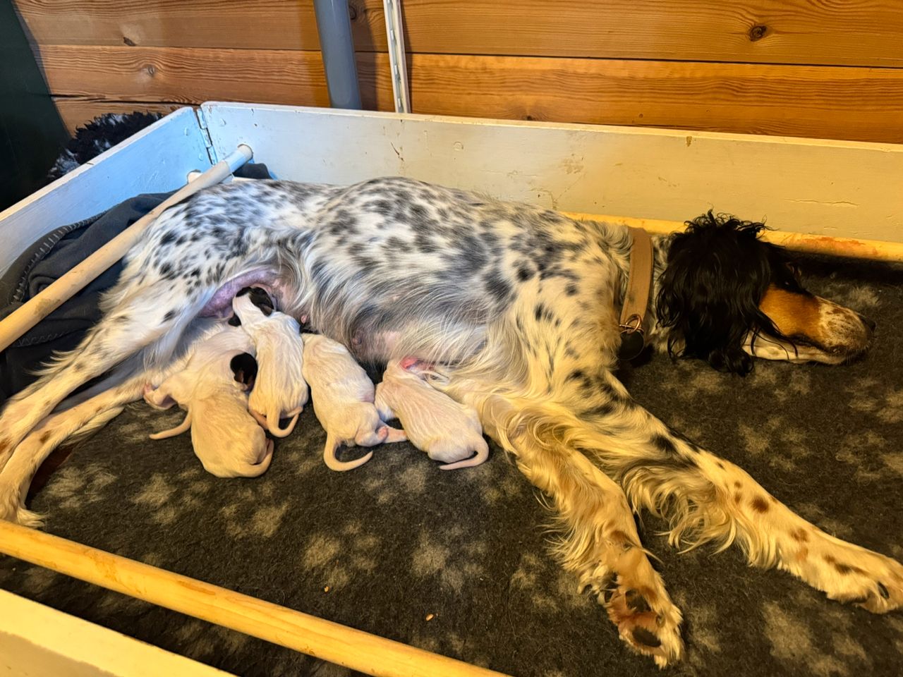 Engelsk setter