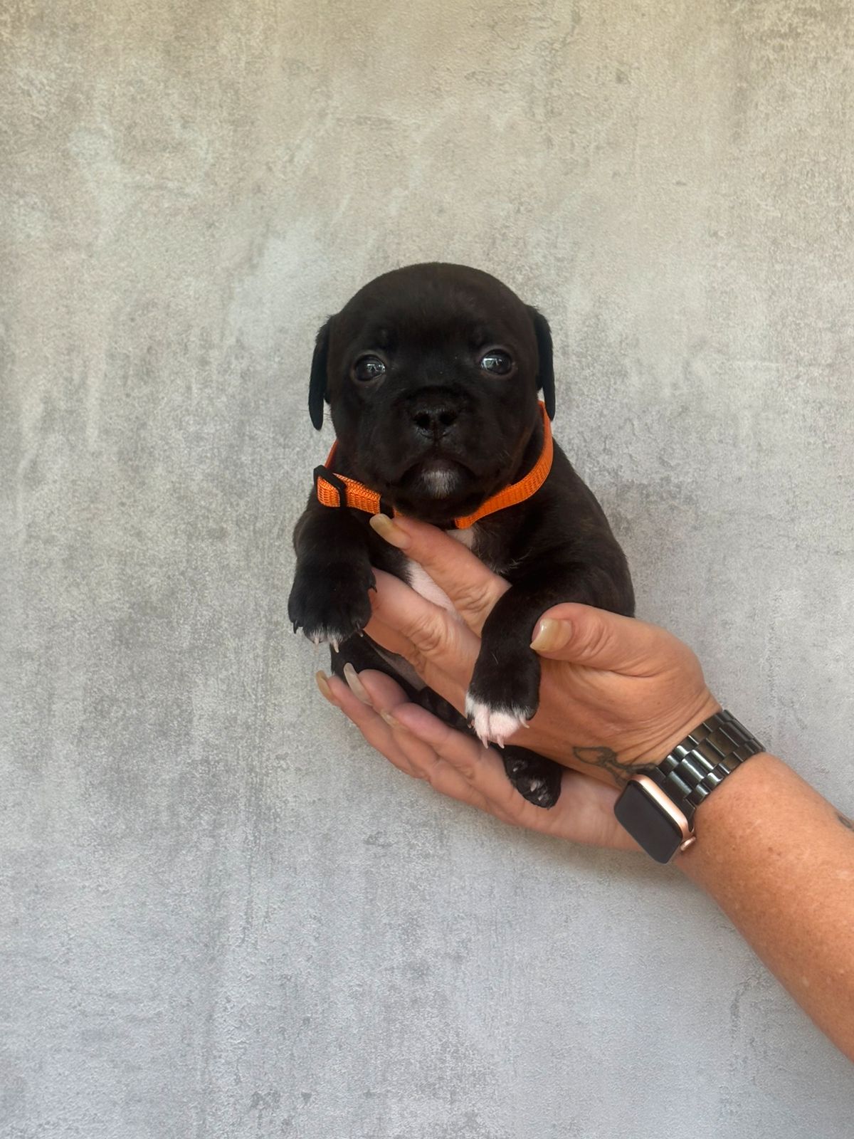 Staffordshire bull terrier