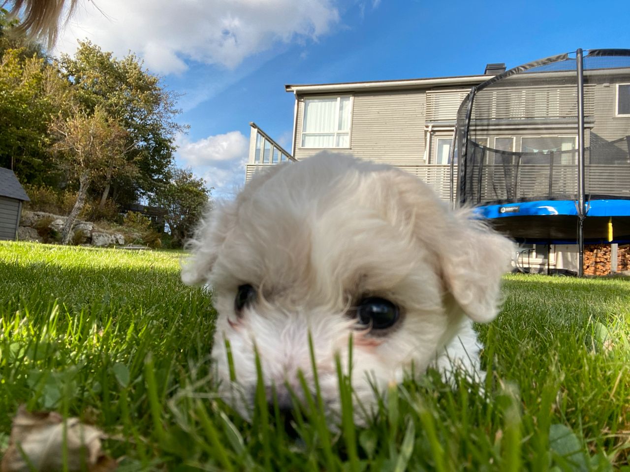Bichon frisé