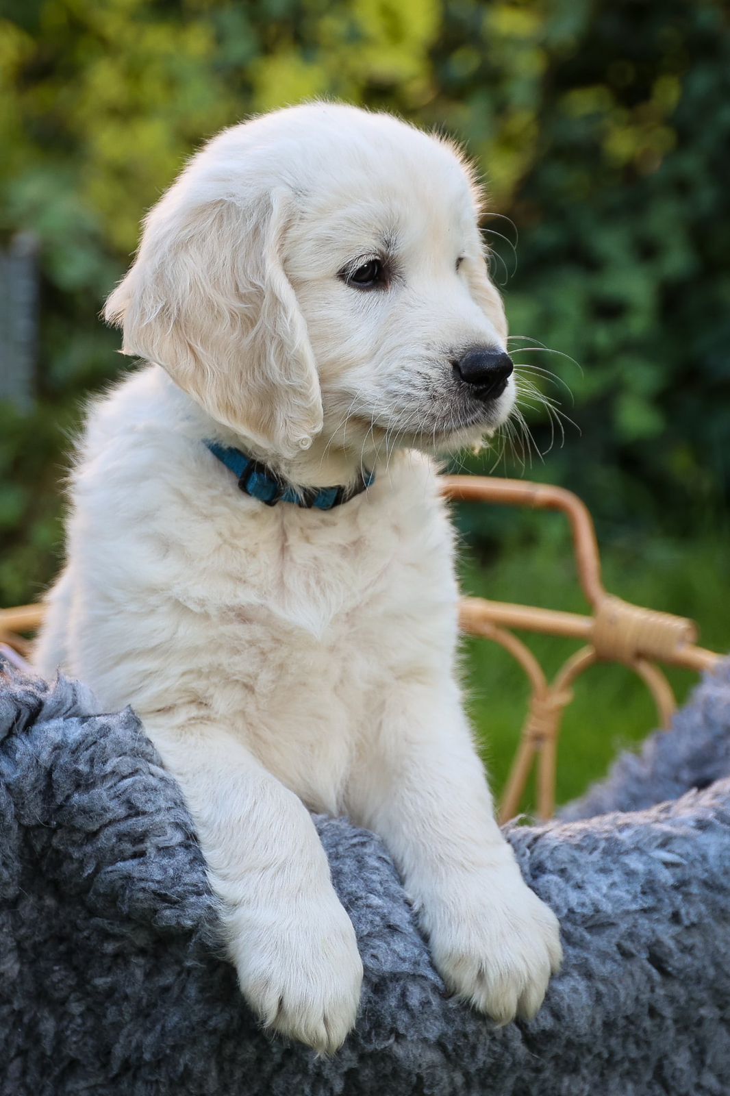 Golden retriever