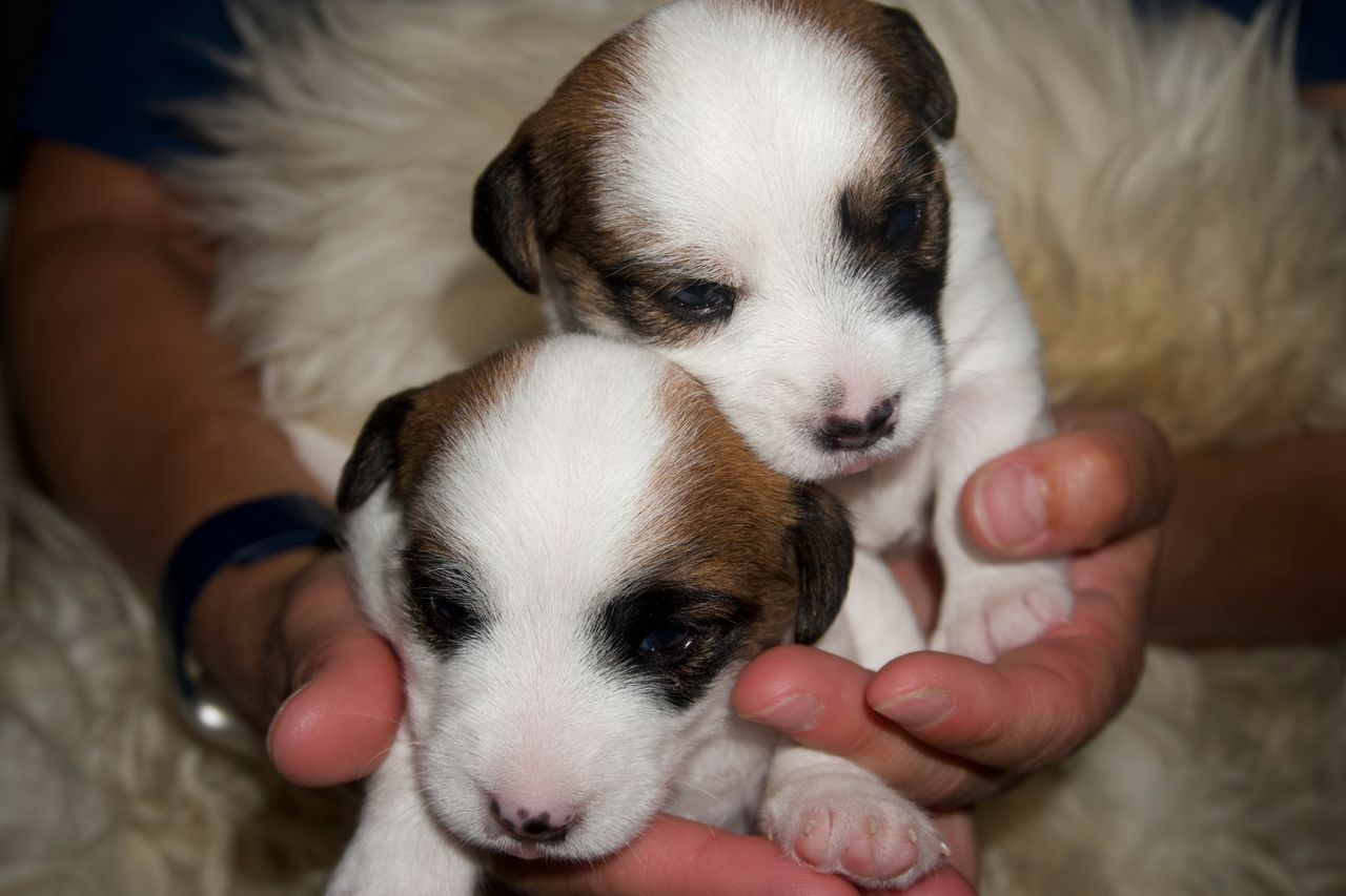 Jack russell terrier