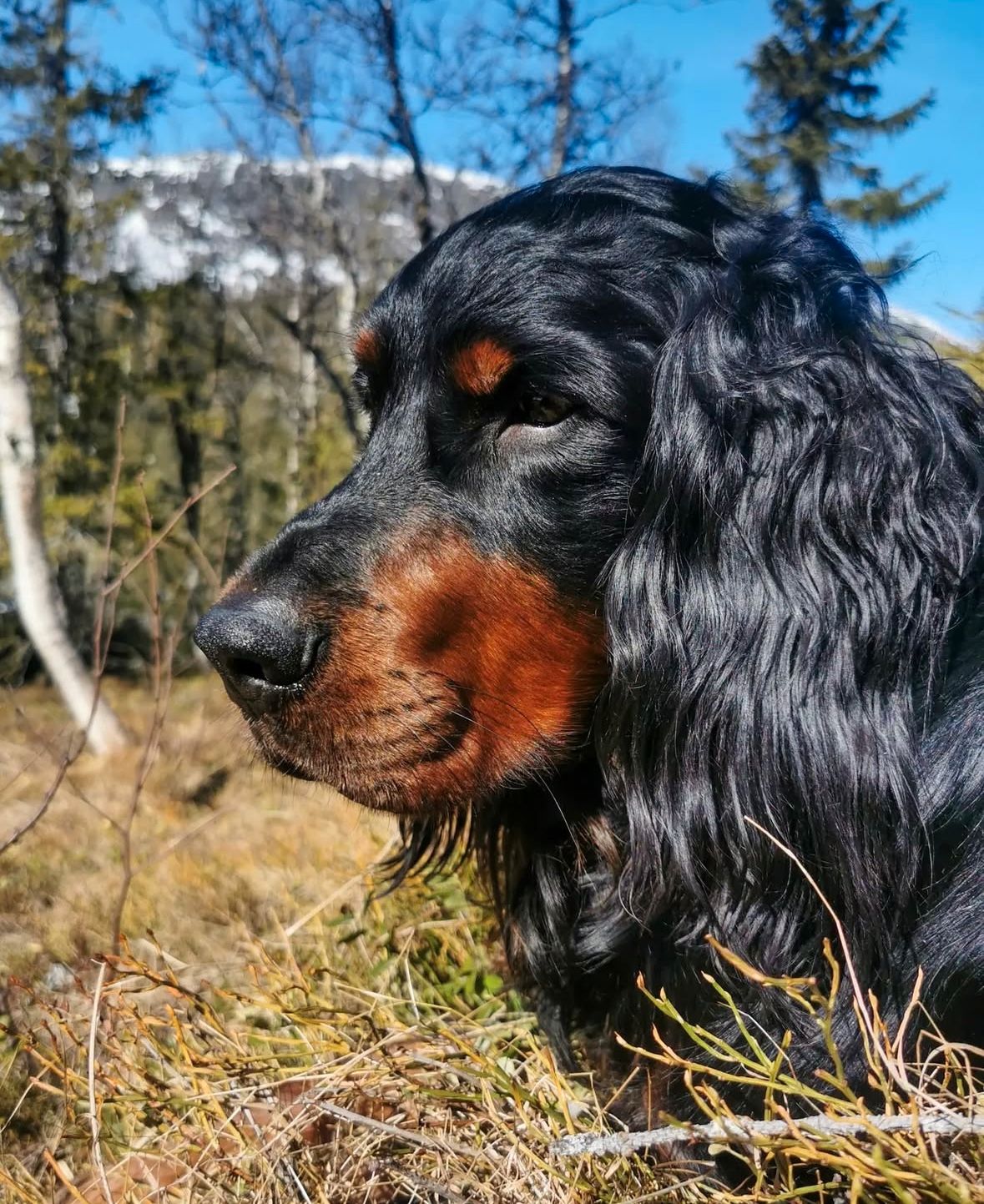 Gordon setter