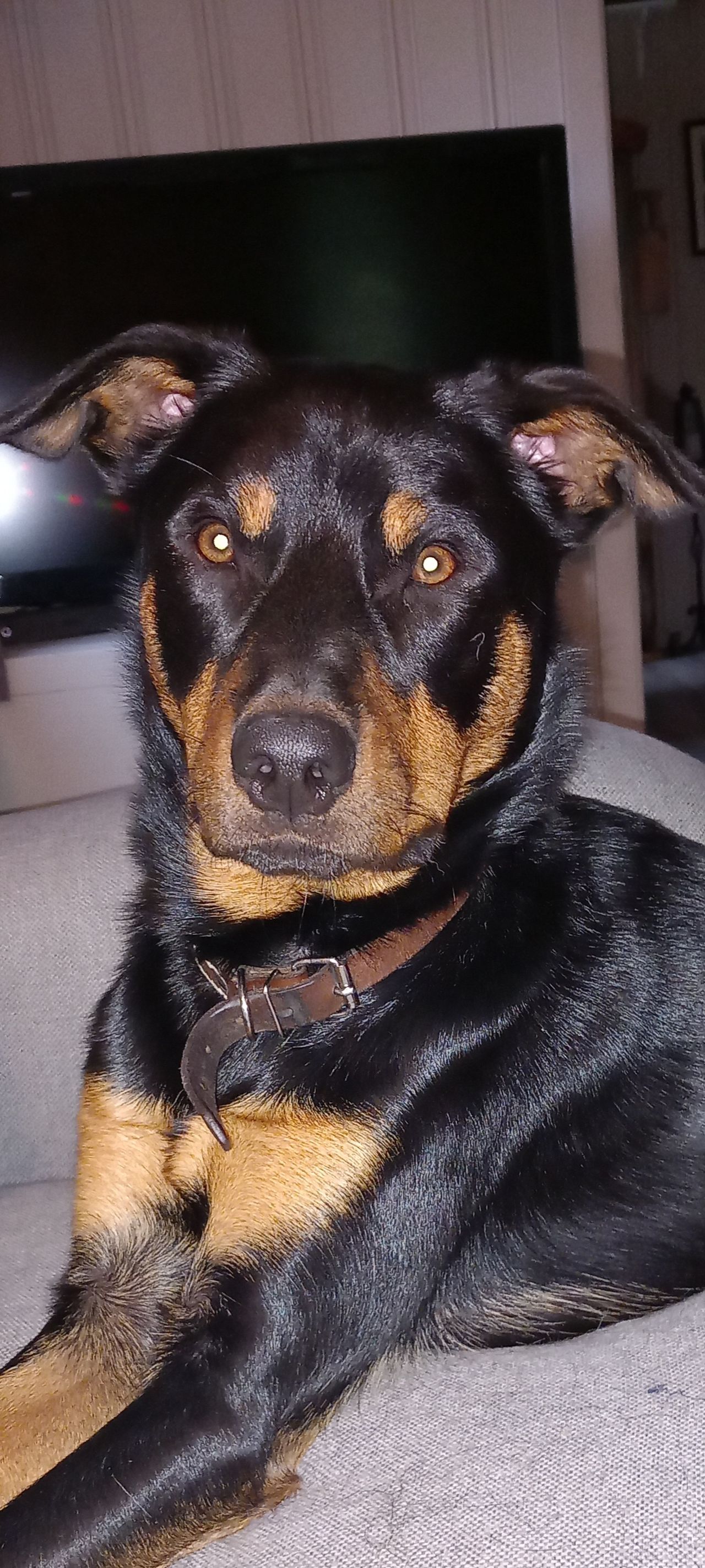 Australsk kelpie