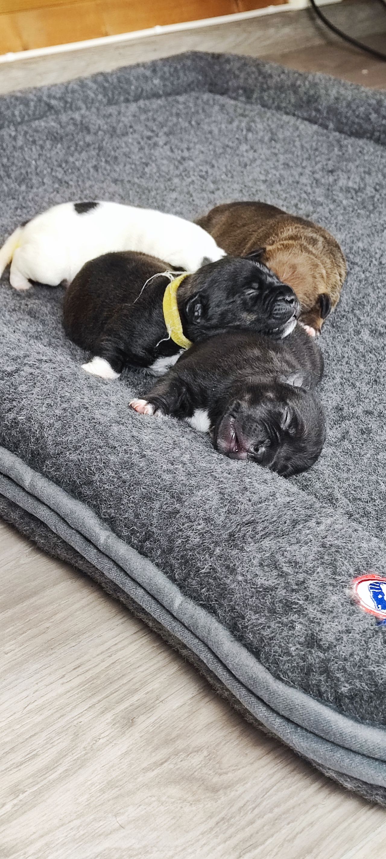 Staffordshire bull terrier