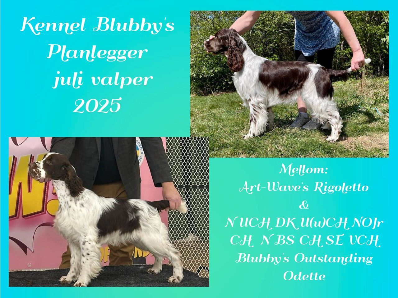 Engelsk springer spaniel