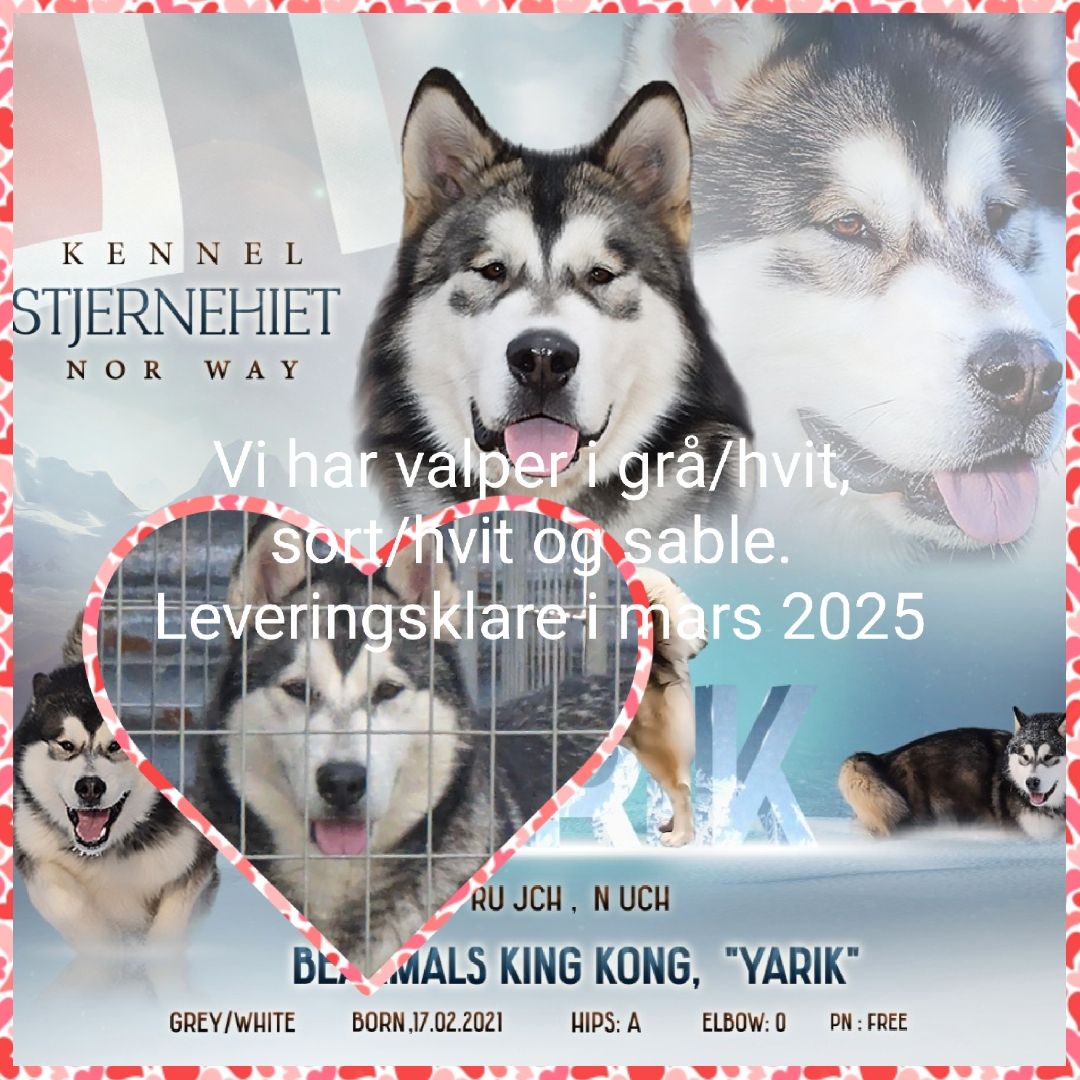 Alaskan malamute