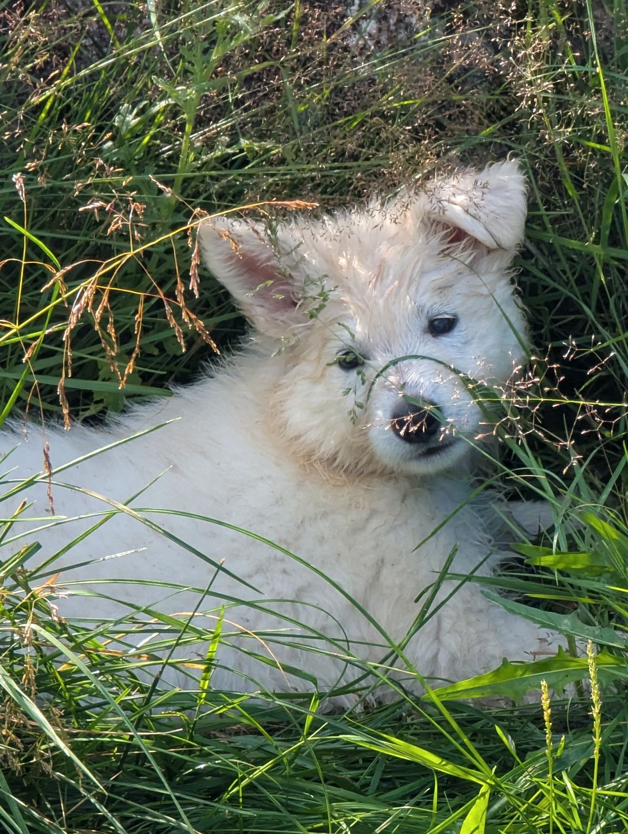 Hvit gjeterhund