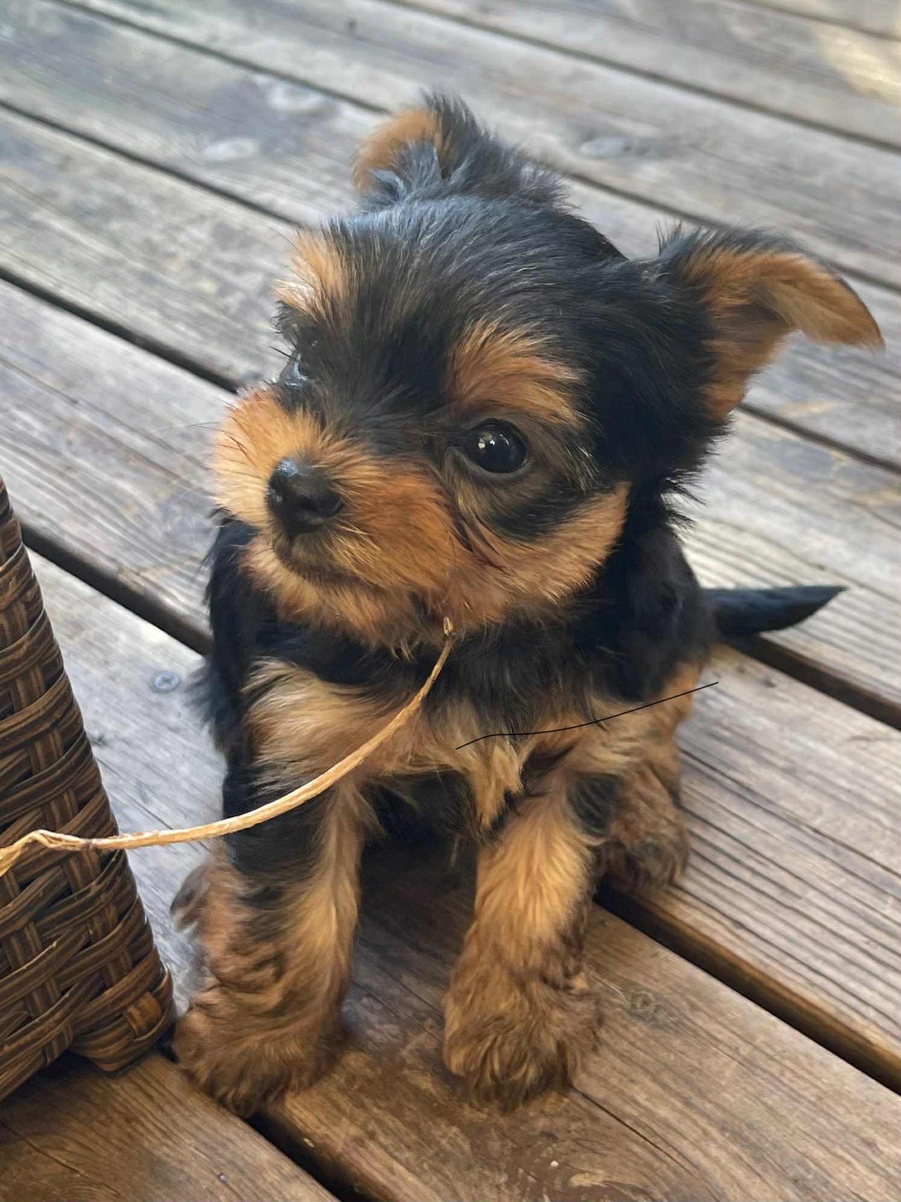 Yorkshire terrier