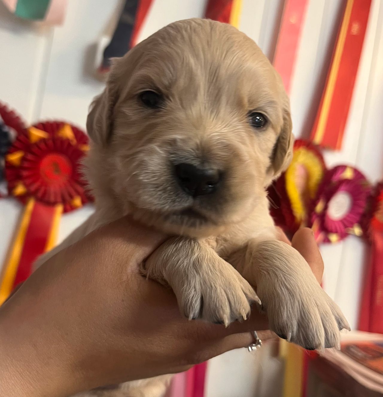 Golden retriever