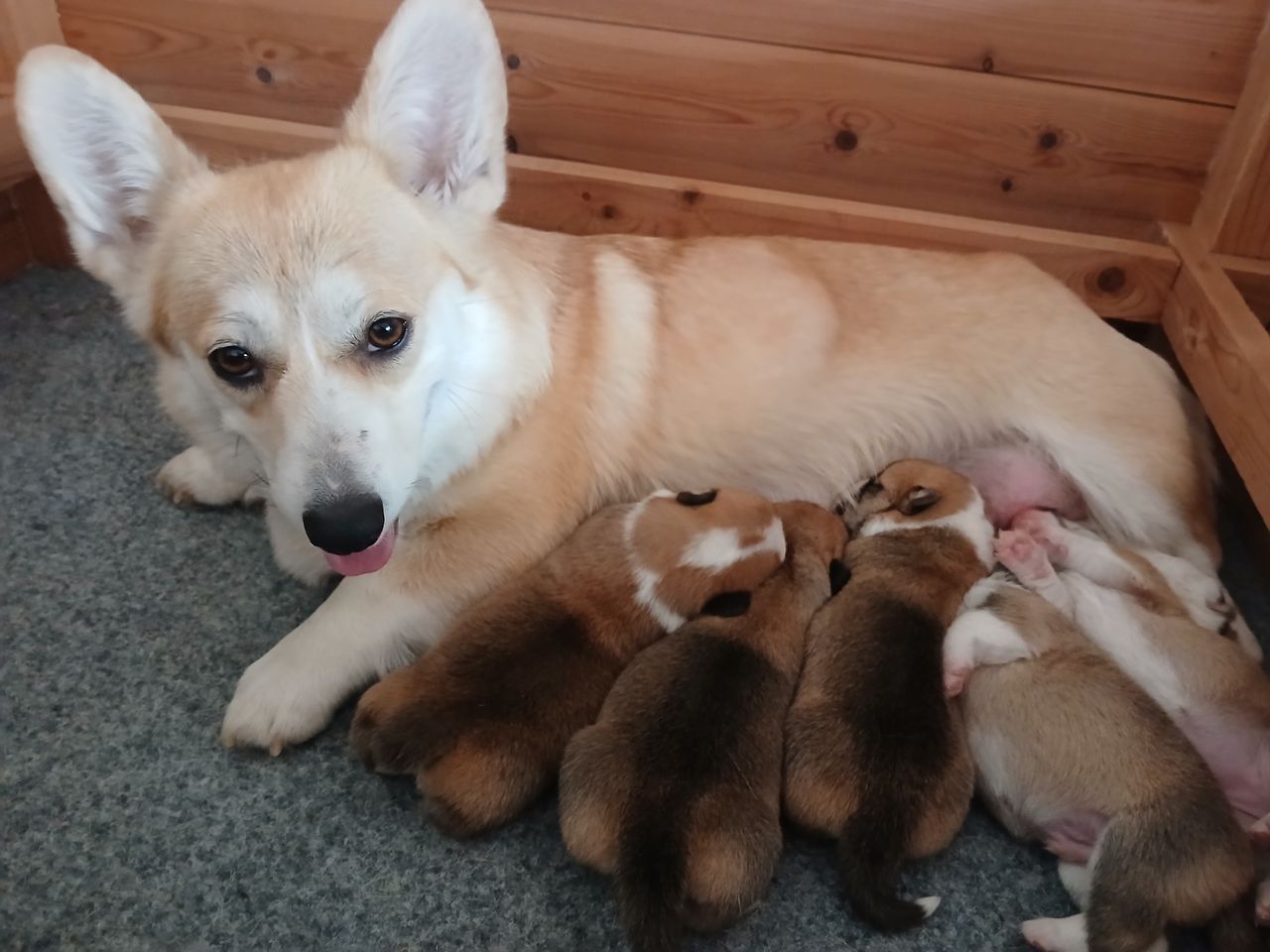 Welsh corgi pembroke
