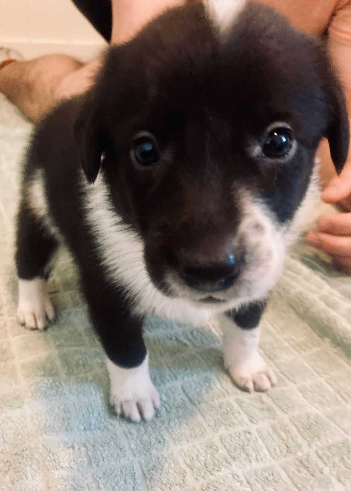 Border collie