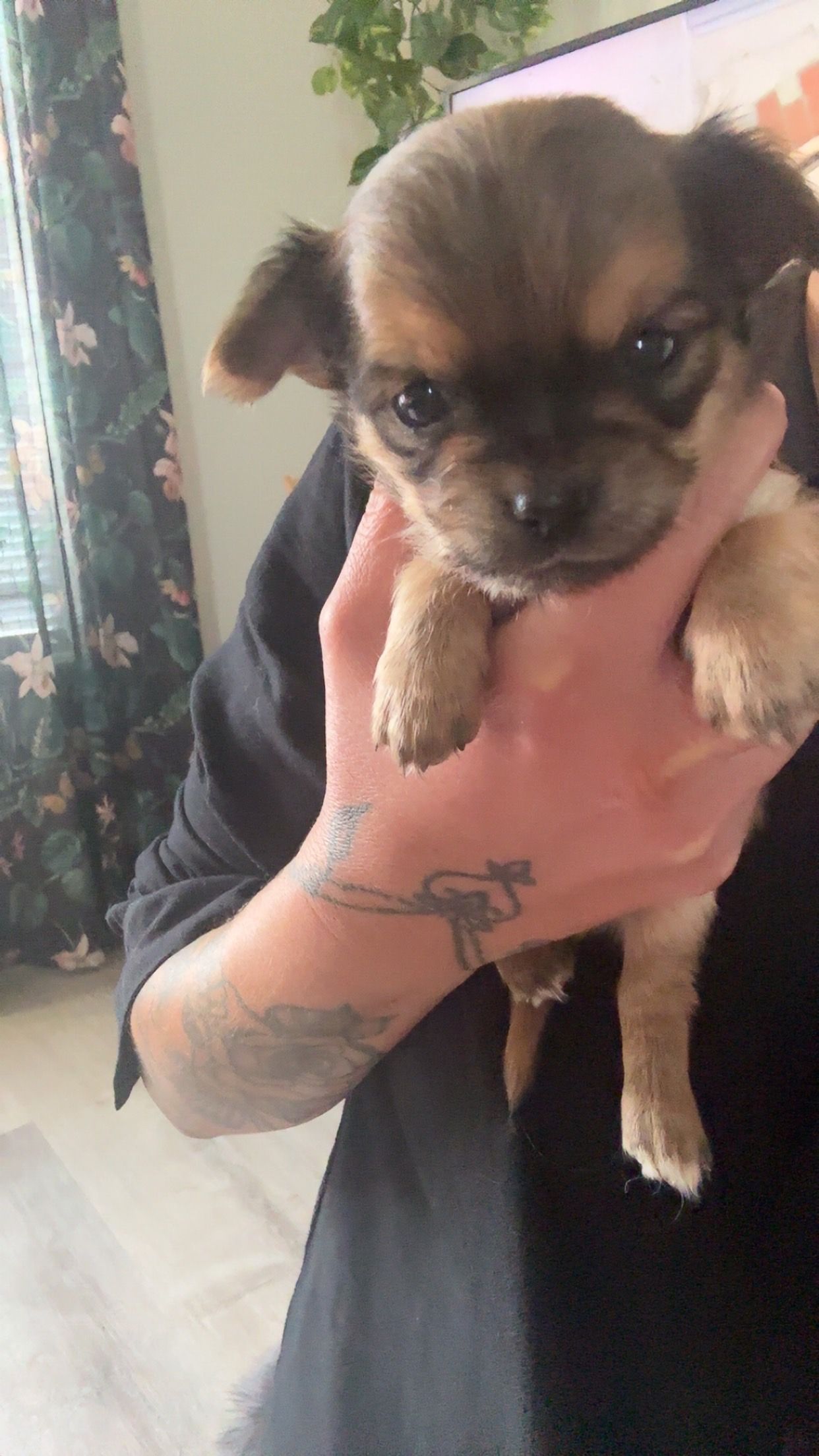 Chihuahua langhåret