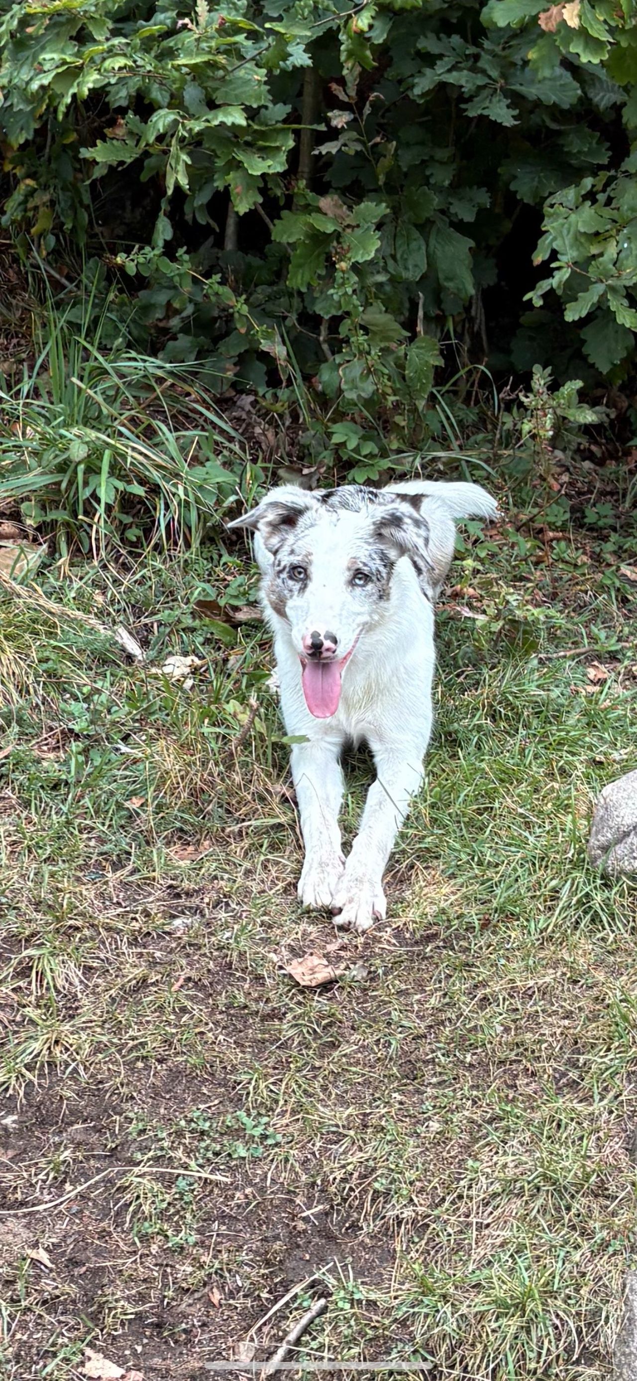Border collie