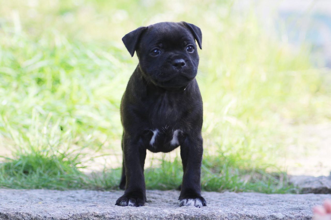 Staffordshire bull terrier
