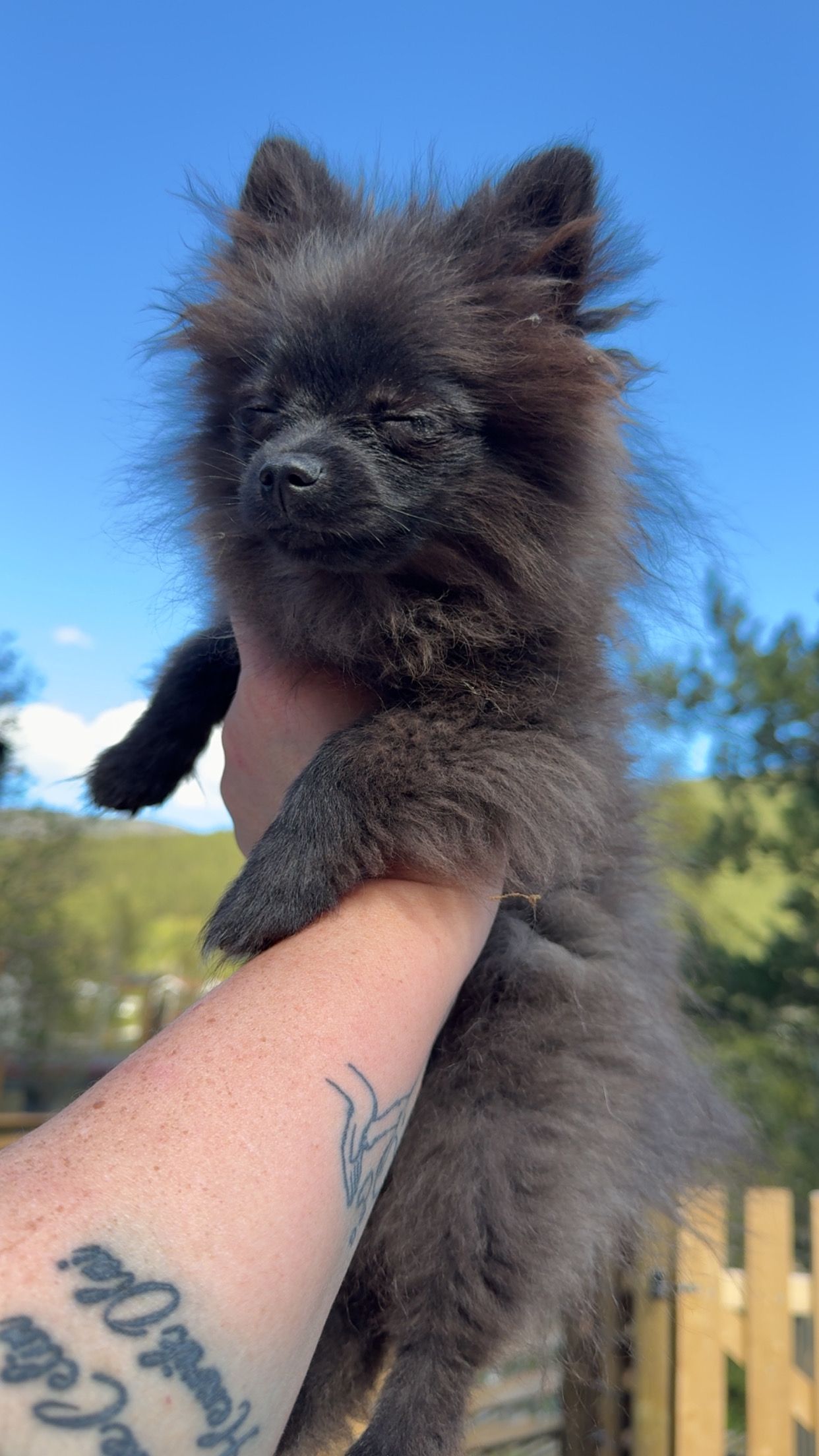 Pomeranian