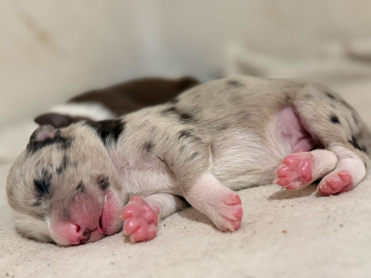 Border collie