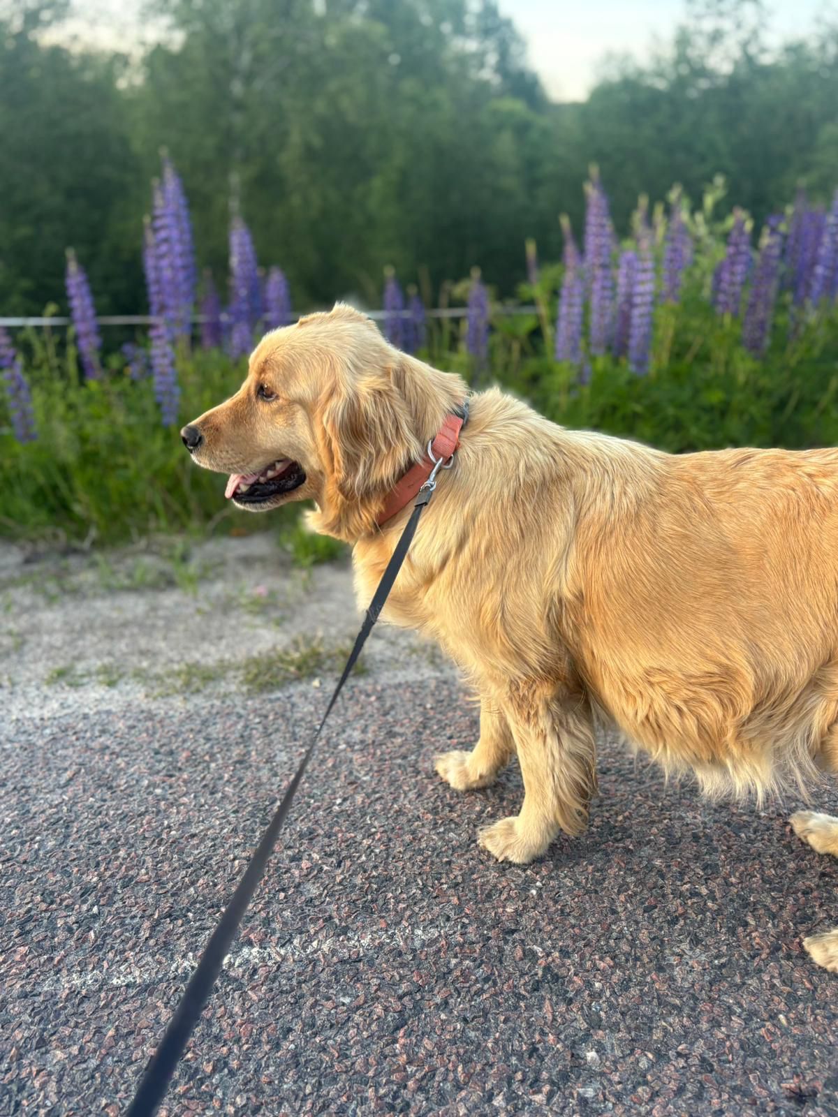 Golden retriever